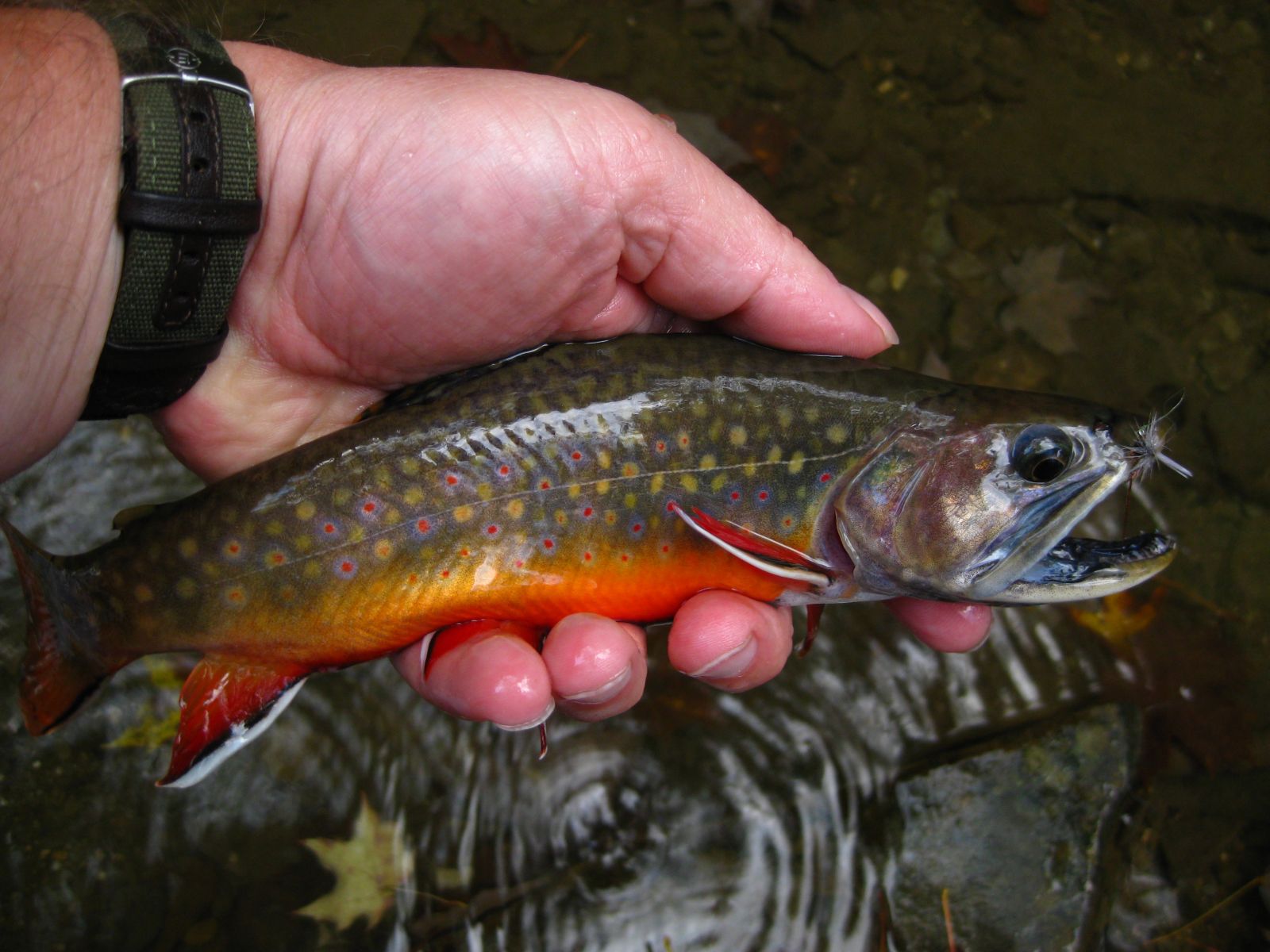 Freshwater Fishing - NYDEC