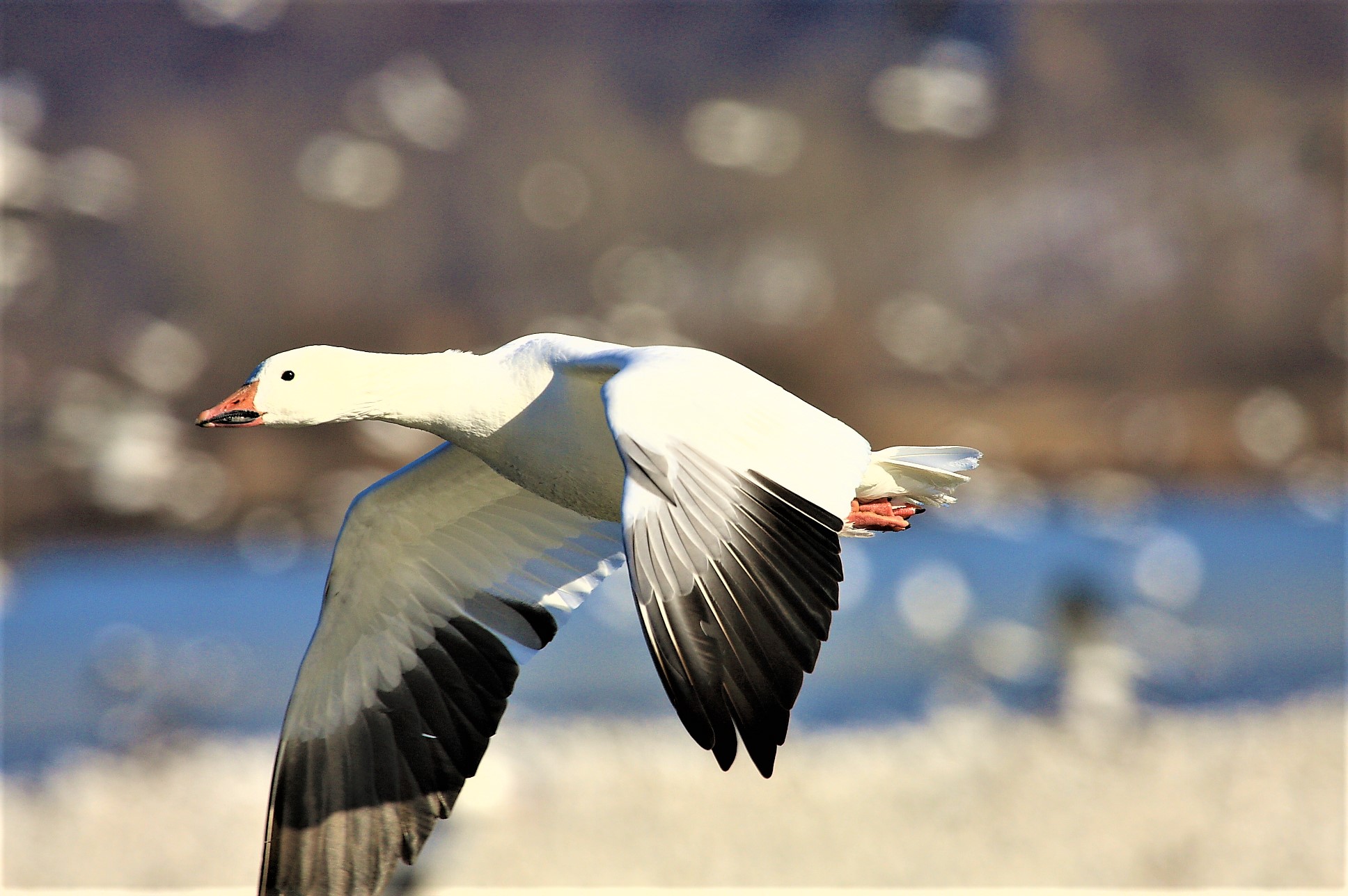 Snow Geese  U.S. Fish & Wildlife Service
