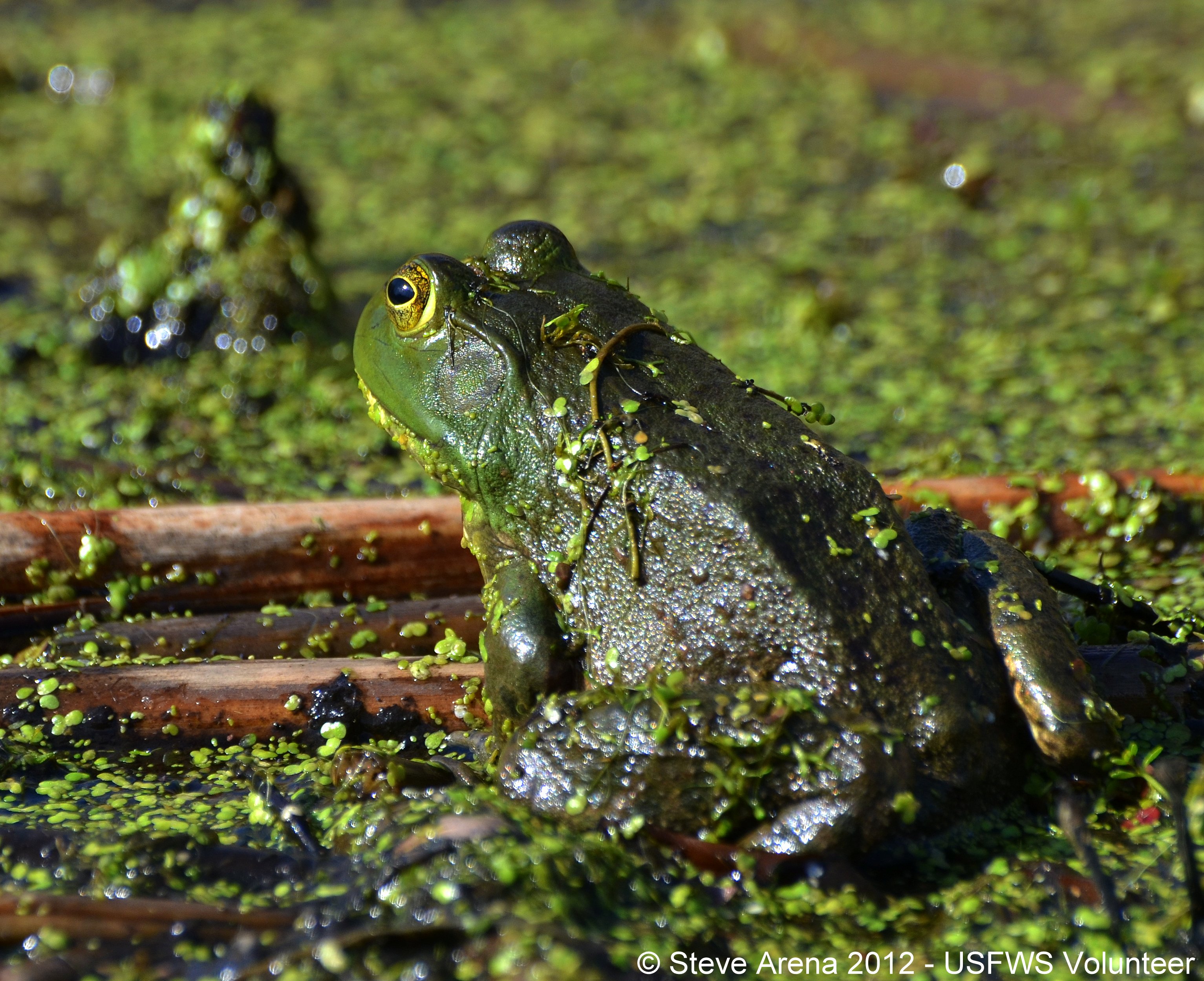 Bullfrog sitting on wetland edge