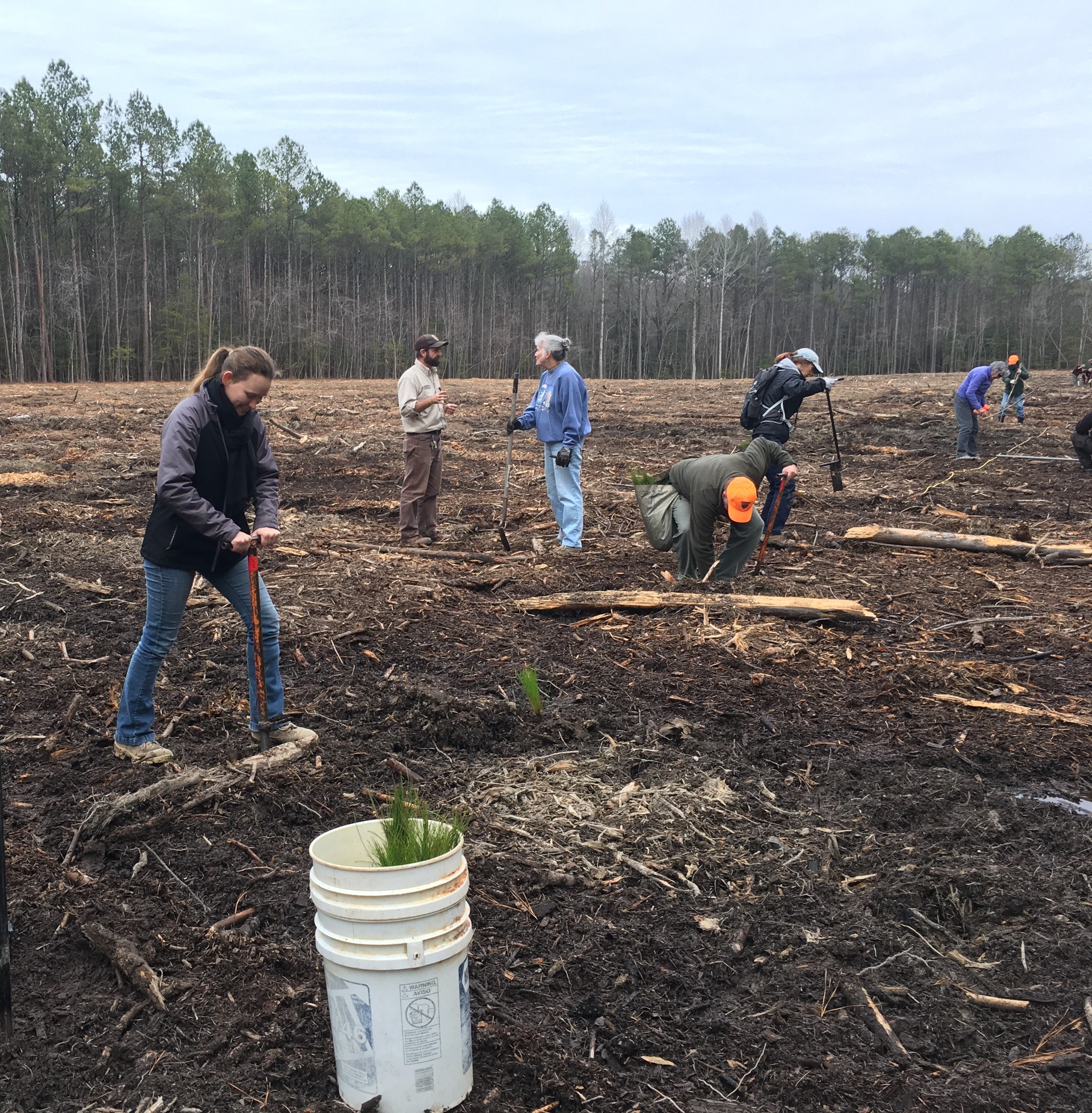 Volunteers planting long leaf pine