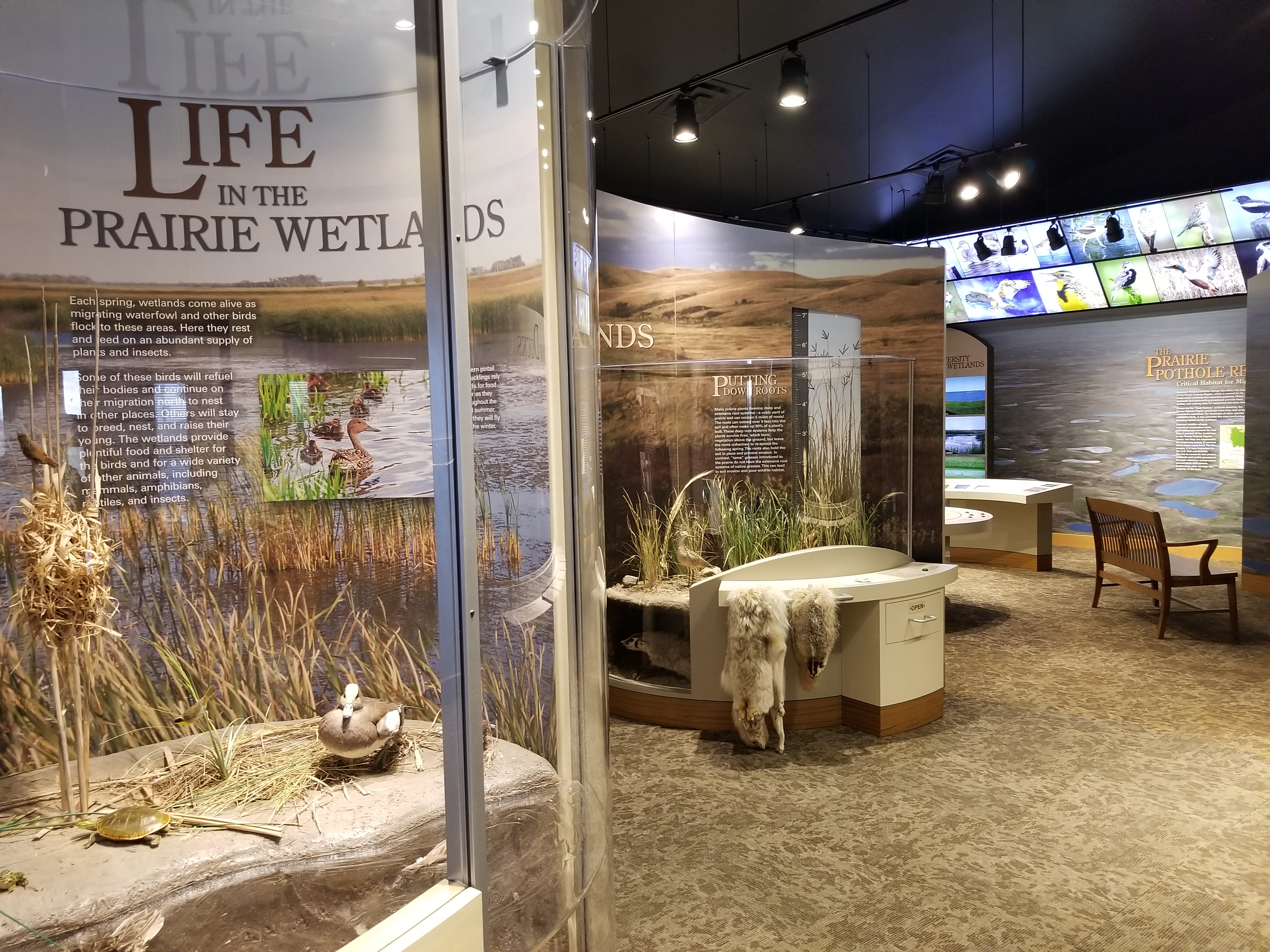 Audubon Visitor Center - Displays