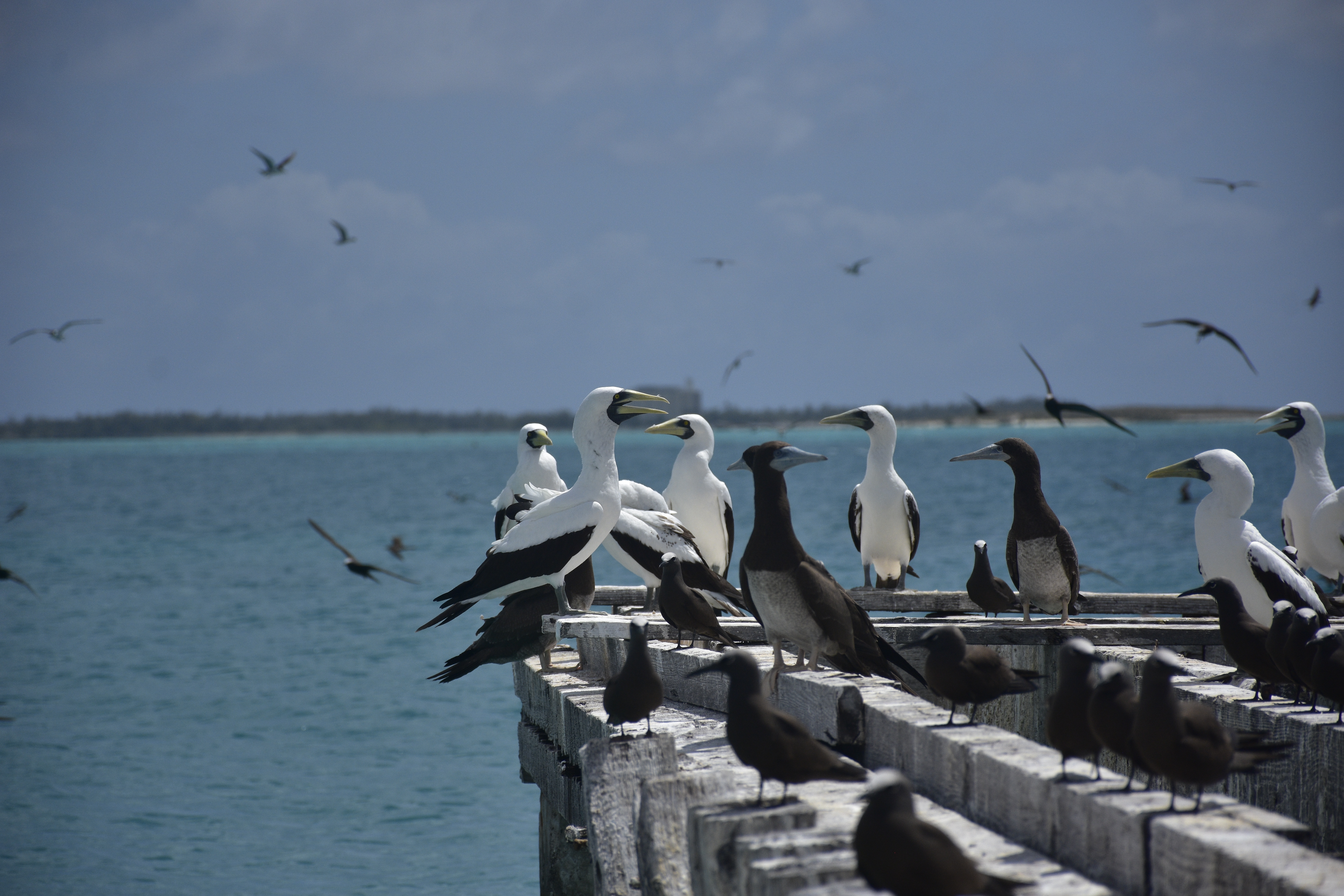 Masked boobies sit on a dilapidated dock with Johnston Island sitting in the background.
