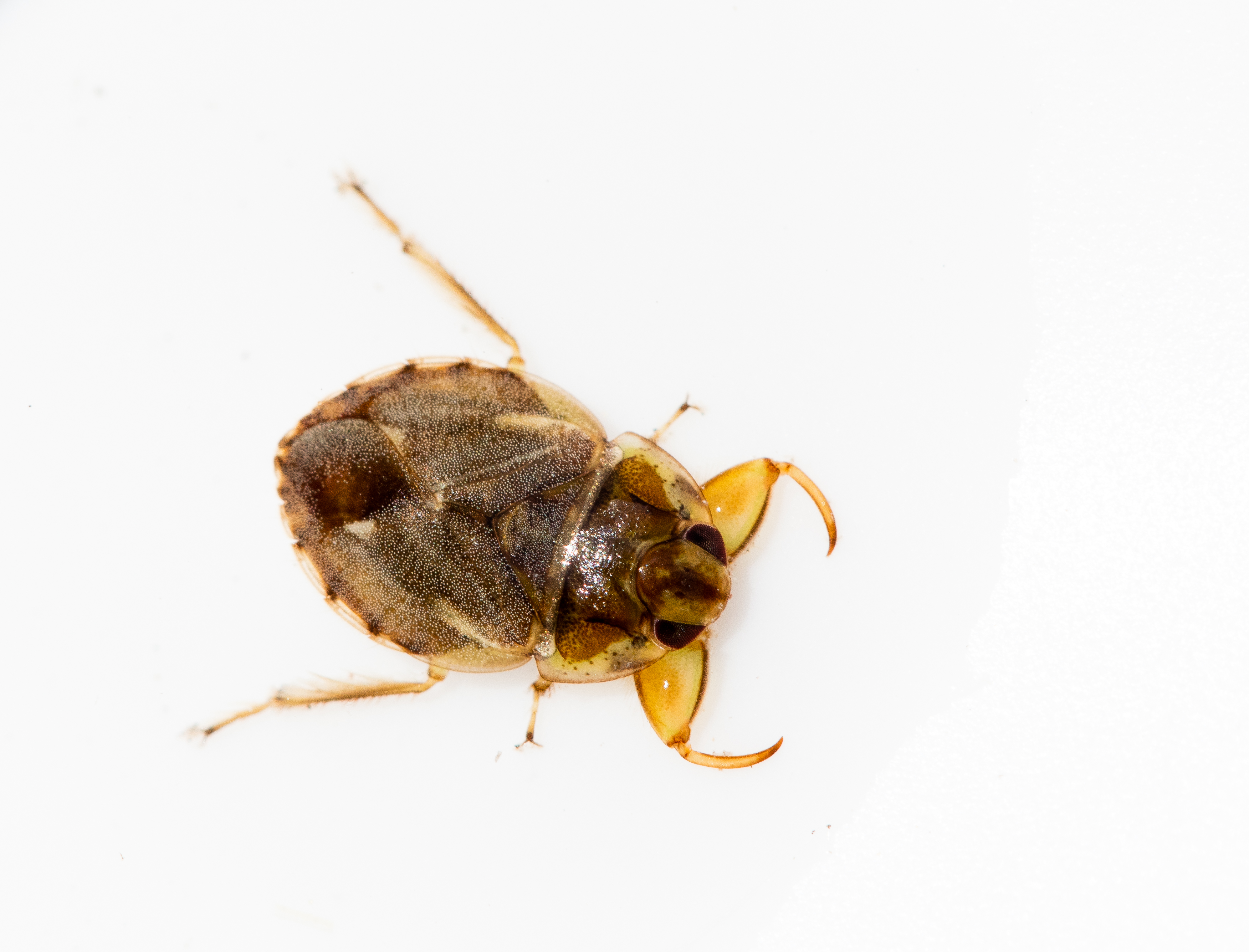 One yellow-brown water beetle