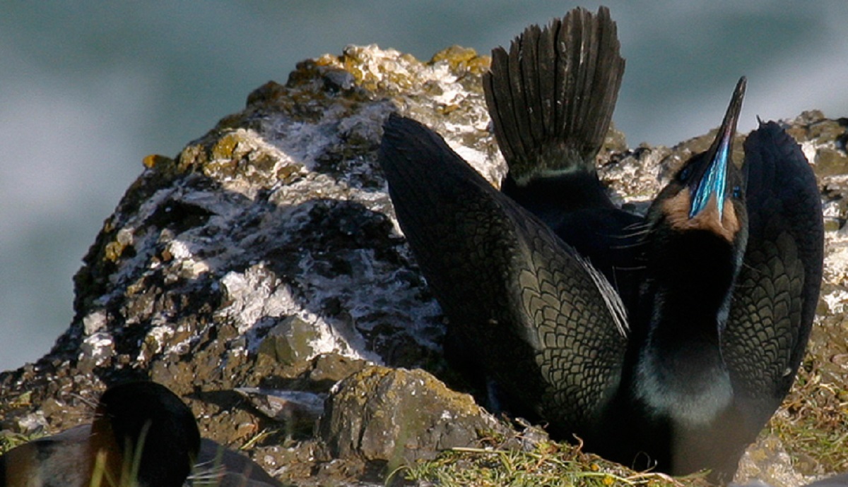 A Brandt's Cormorant Nesting on a Rocky Ledge