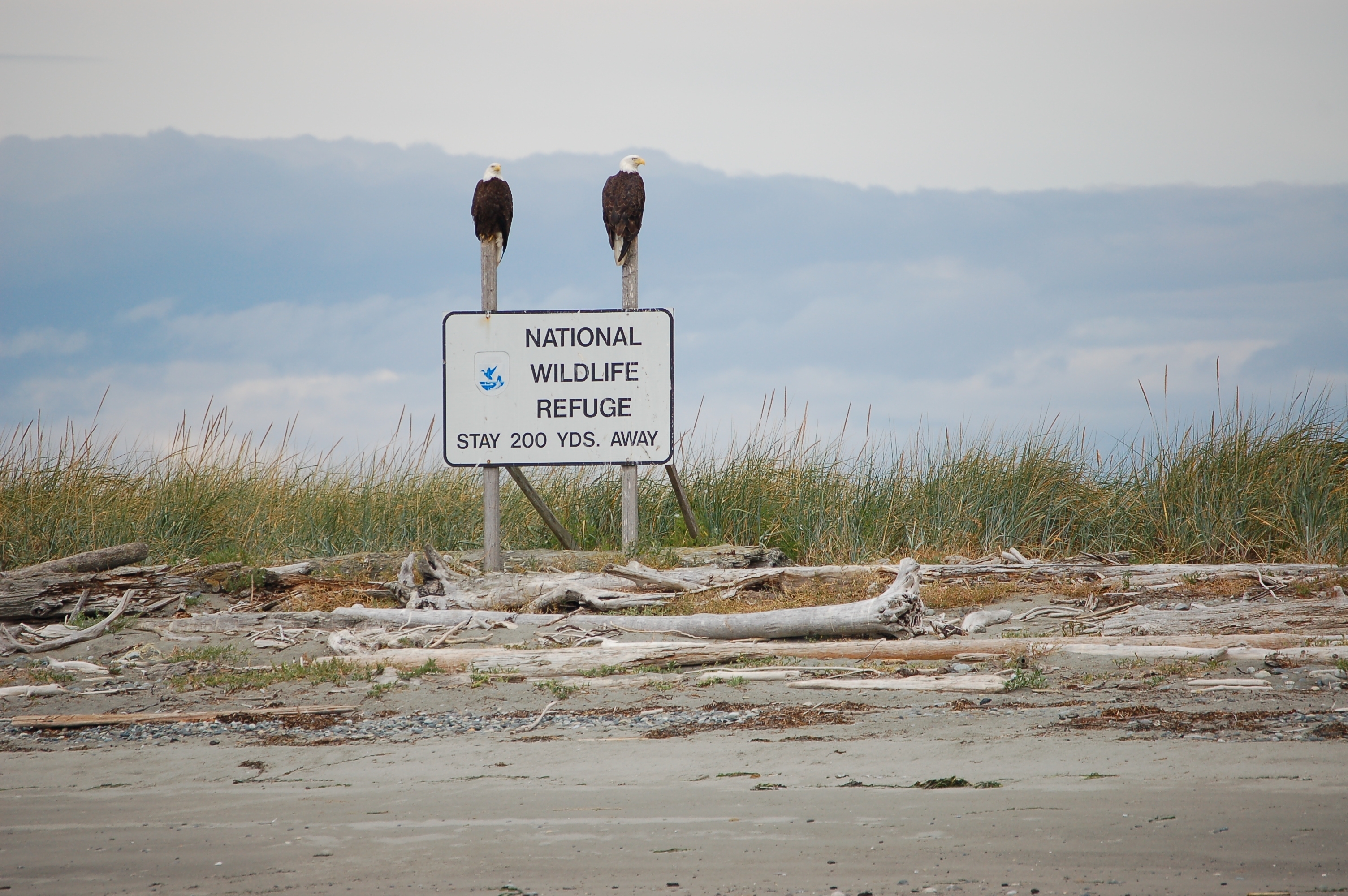Two Bald Eagles Perch on a Refuge Sign