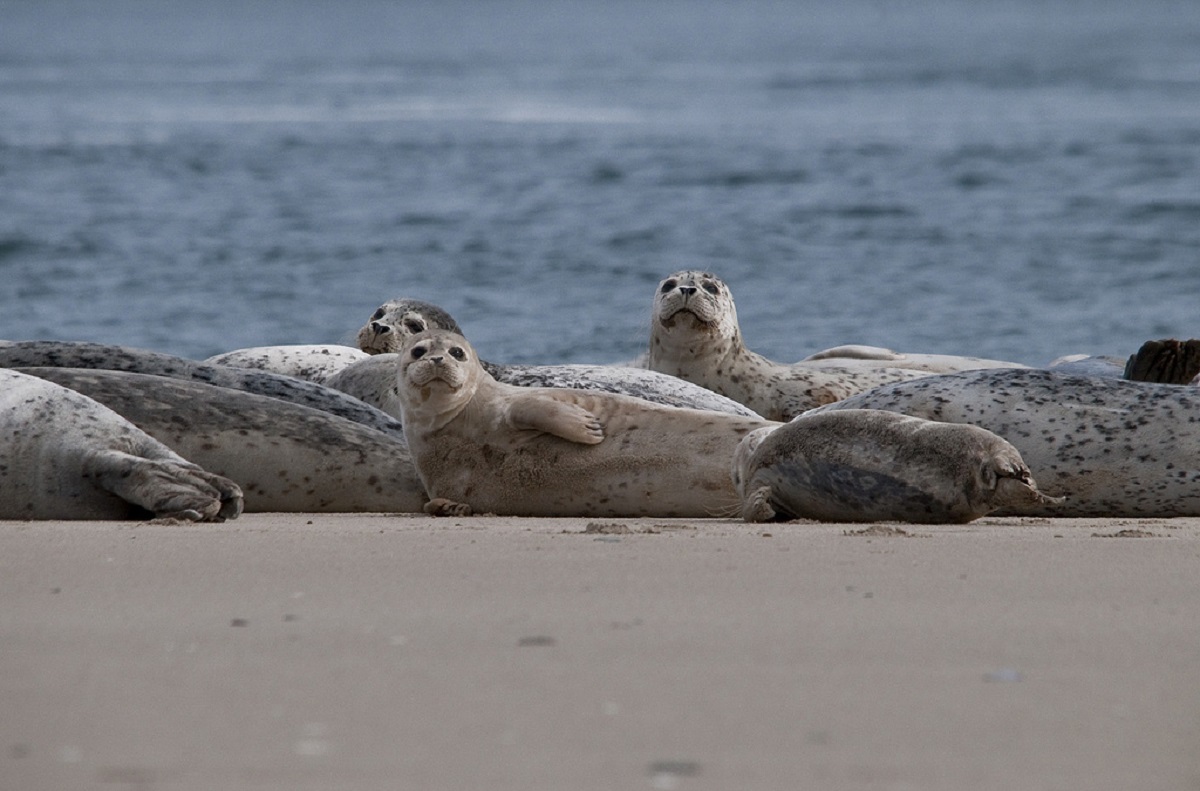 Harbor Seals Resting on a Beach