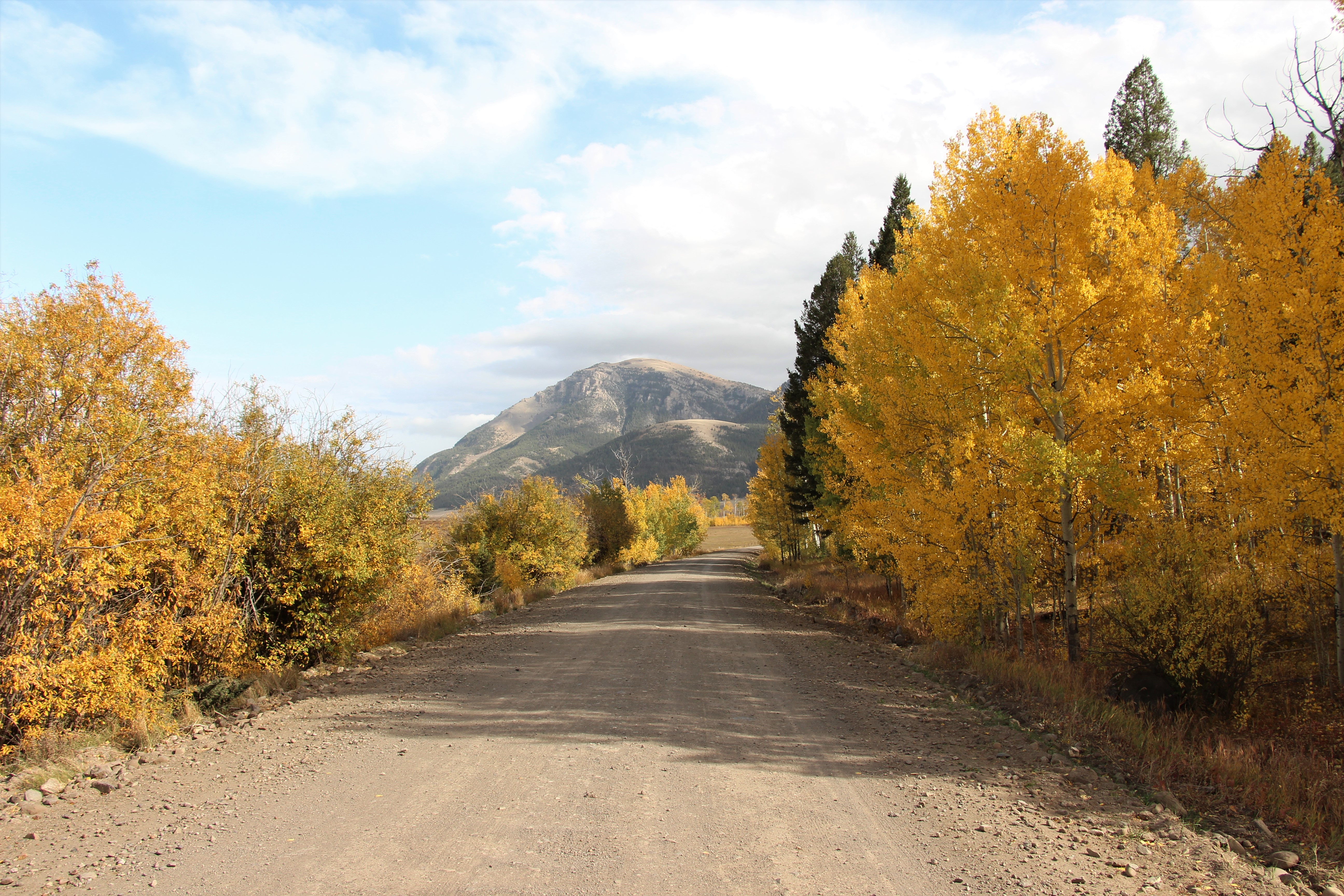 Vivid yellow aspen trees along a Refuge road with a mountain in the background.