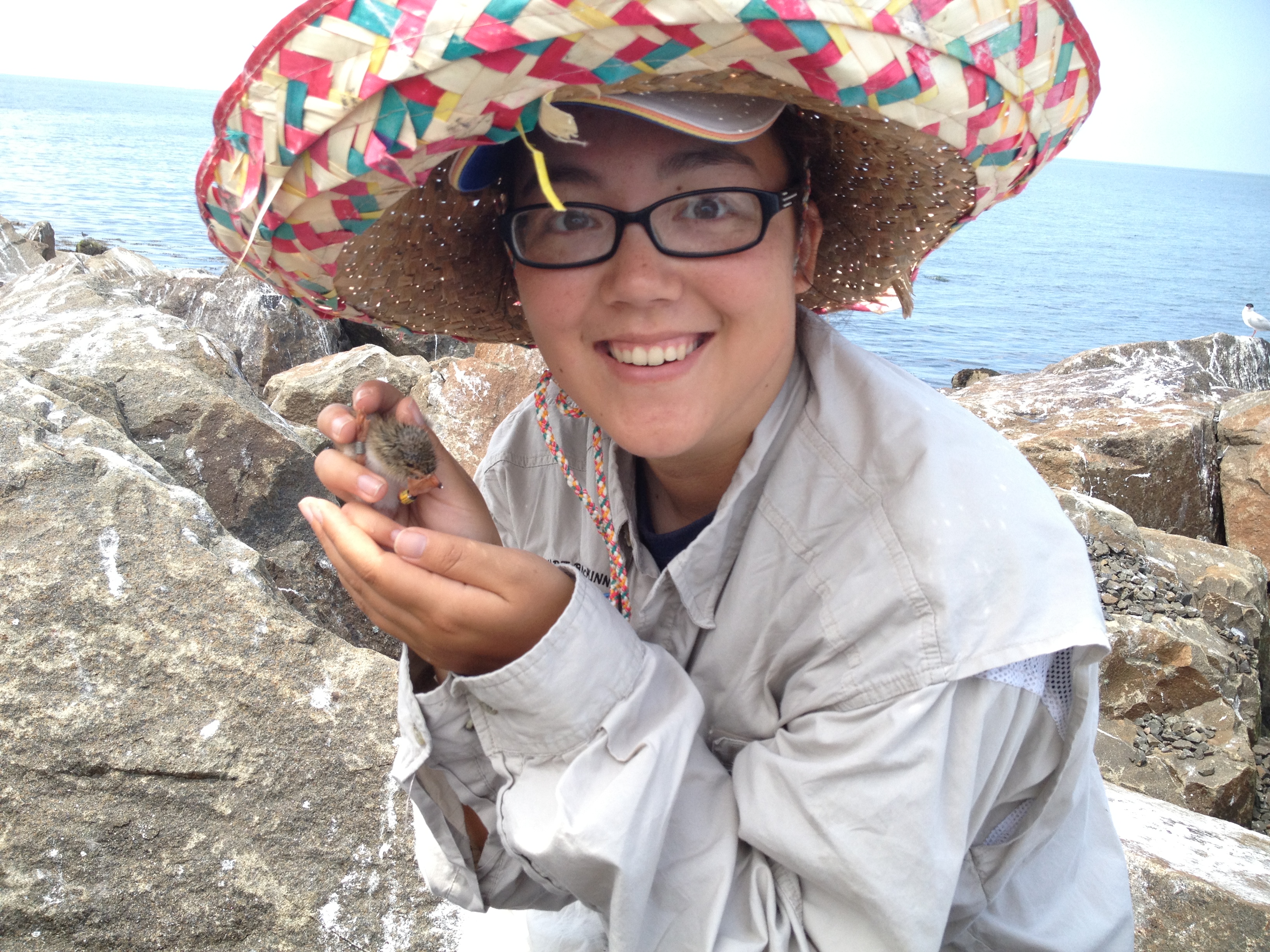 A USFWS intern holds a banded bird on the refuge's Falkner Island Unit, Guilford