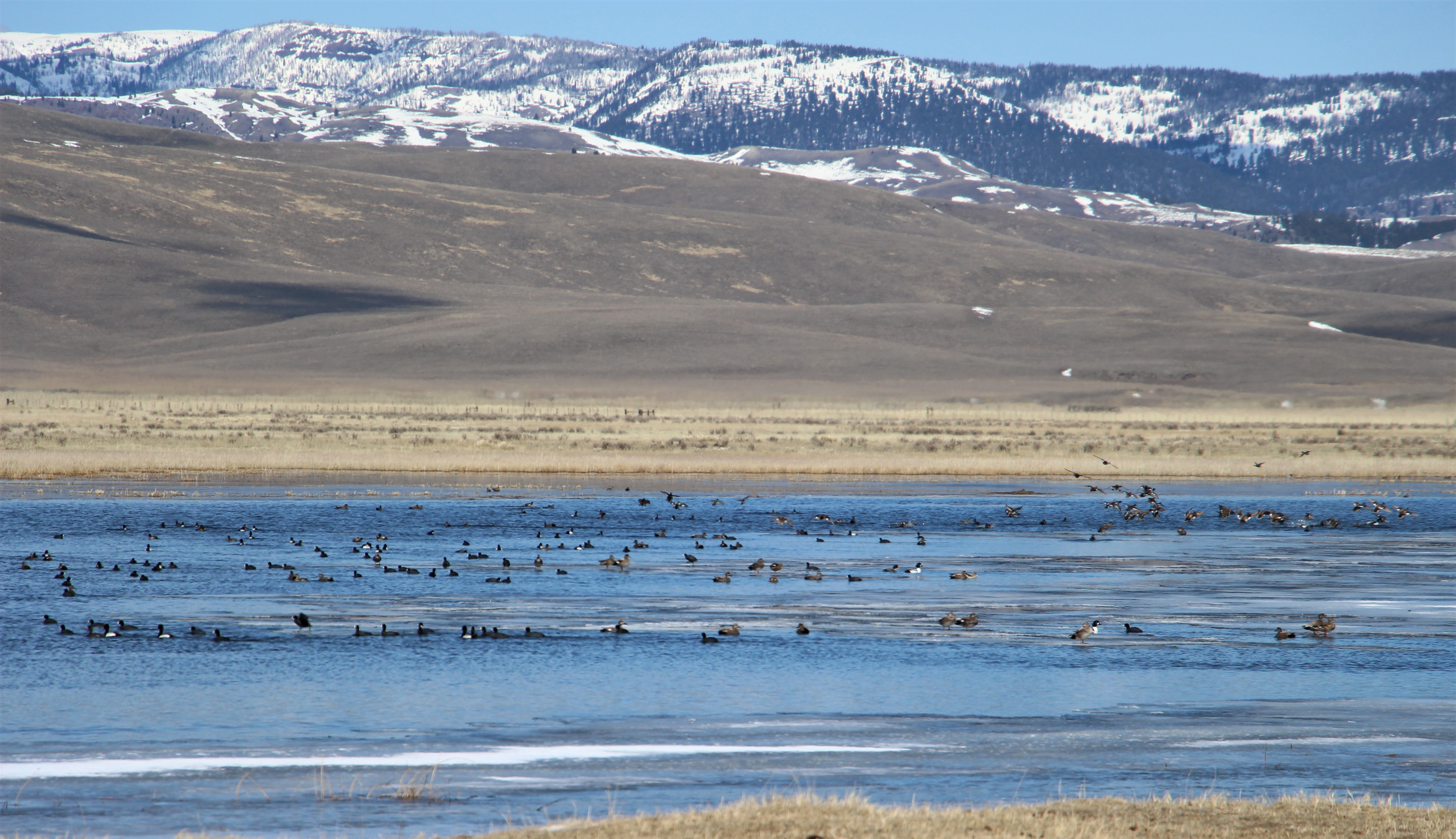 Numerous species of waterfowl congregate on an icy, but thawing Lower Red Rock Lake after arriving from return spring migration.