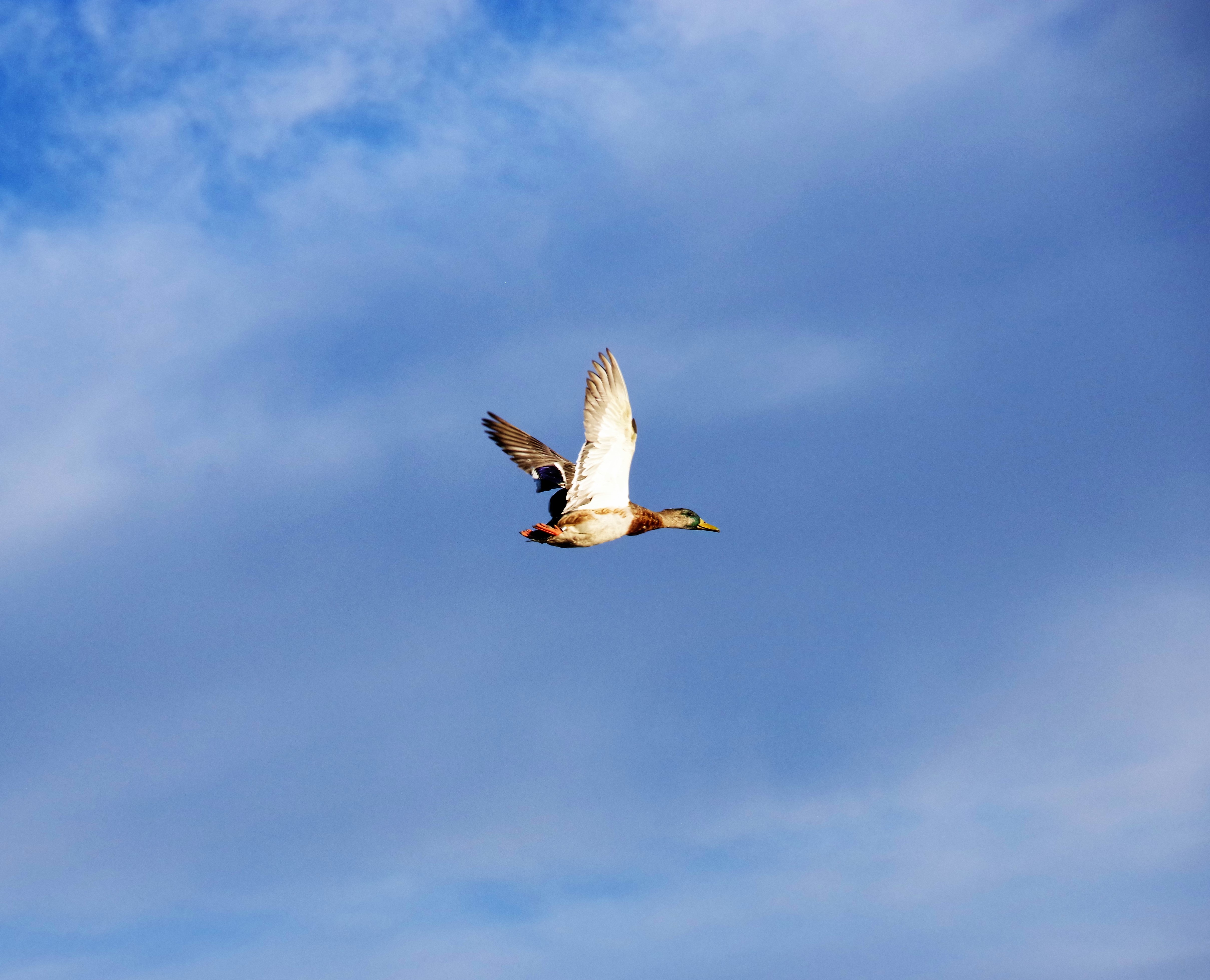 A Mallard drake in flight after release form the duck banding process and J. Clark Salyer National Wildlife Refuge