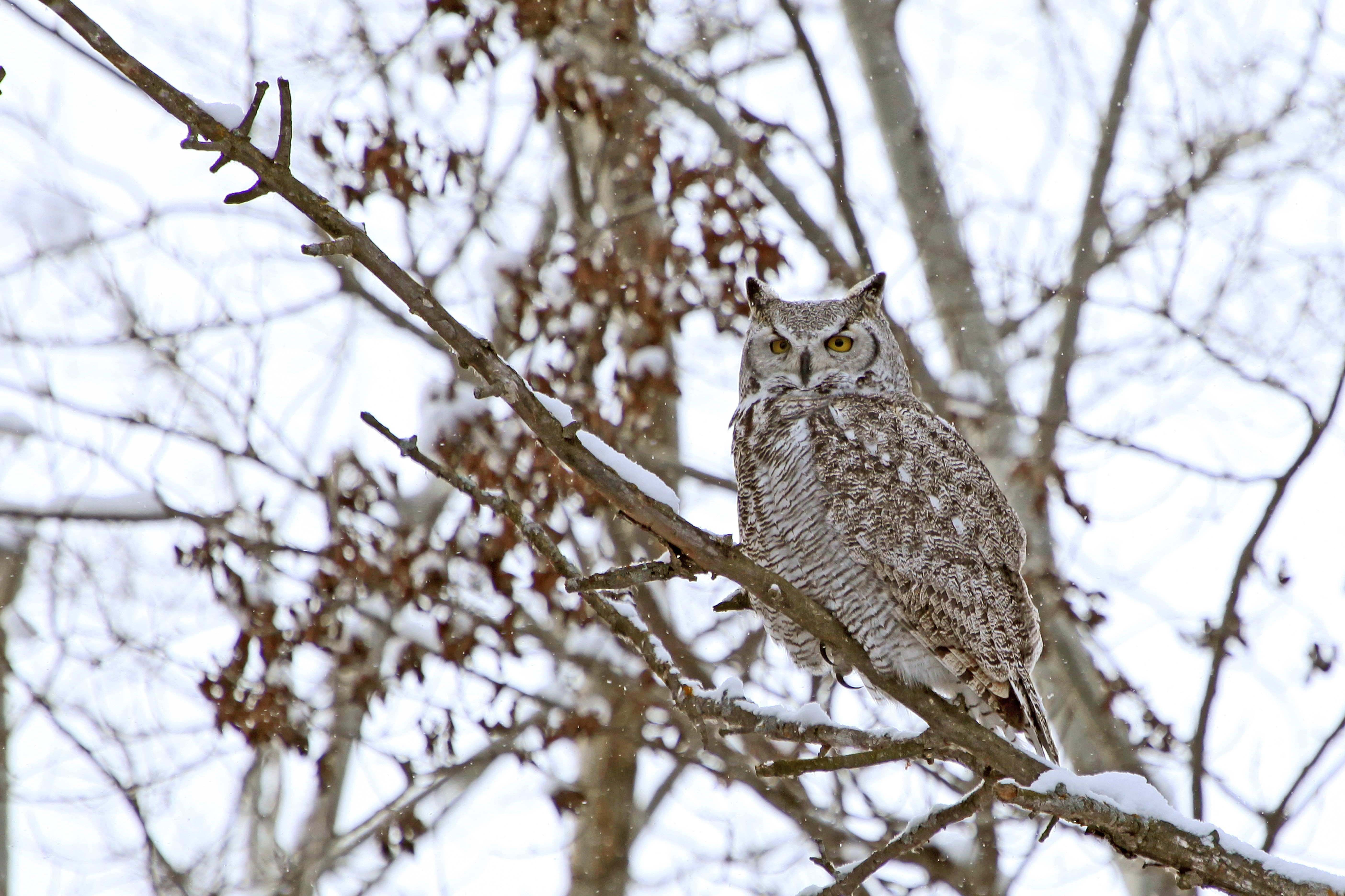 A Great Horned Owl Observed in winter at J. Clark Salyer National Wildlife Refuge