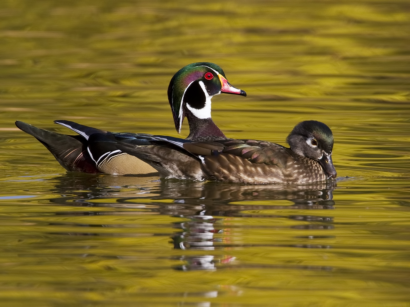 A beautiful pair of wood ducks swimming in open water