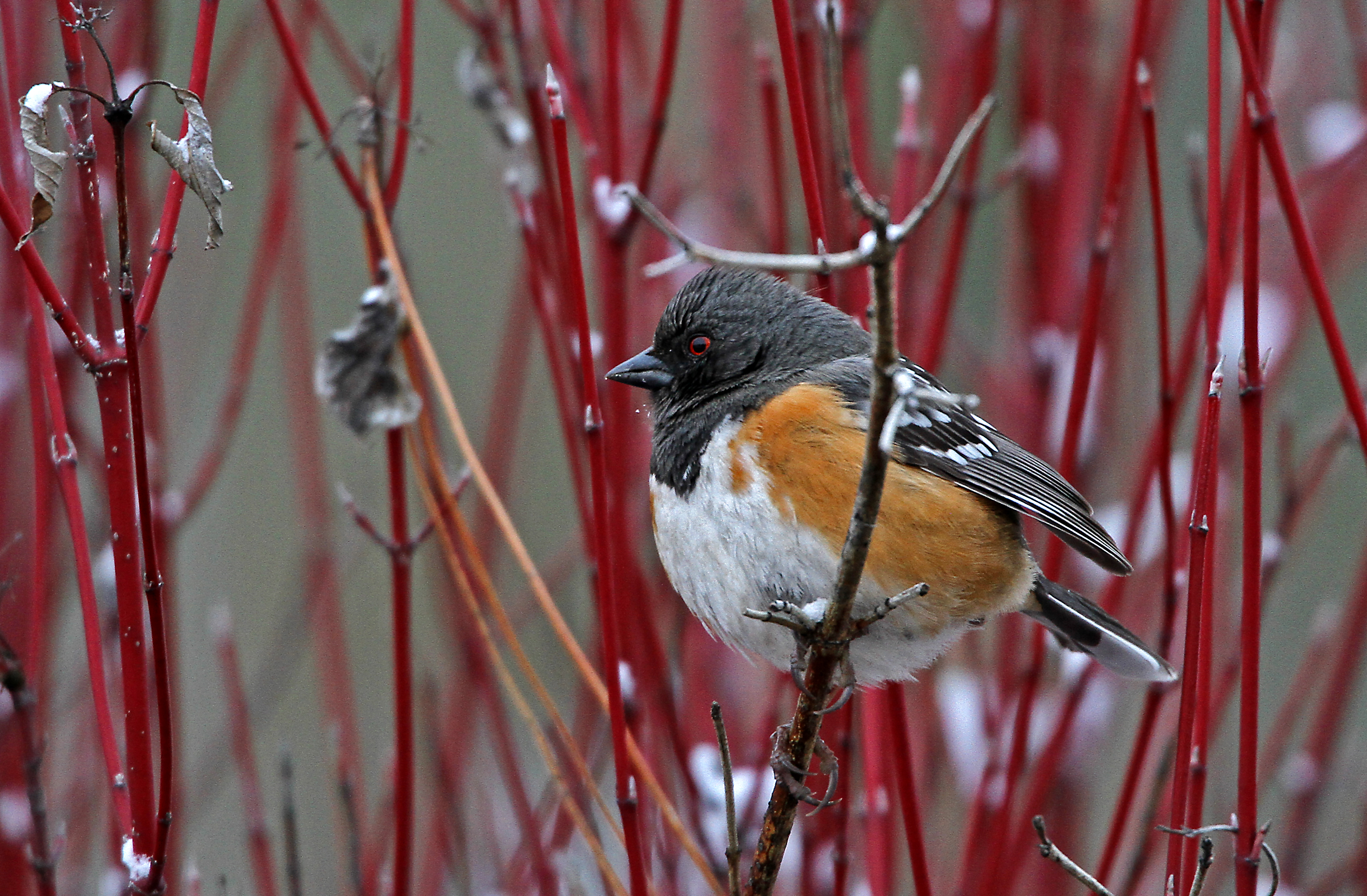 A beautiful male spotted towhee perched on red-osier dogwood branch.