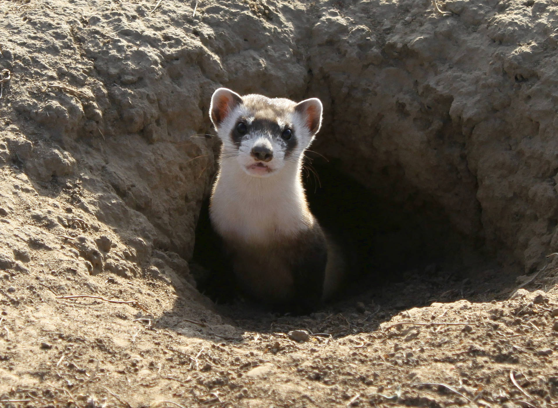 A single black-footed ferret peeks out of burrow.