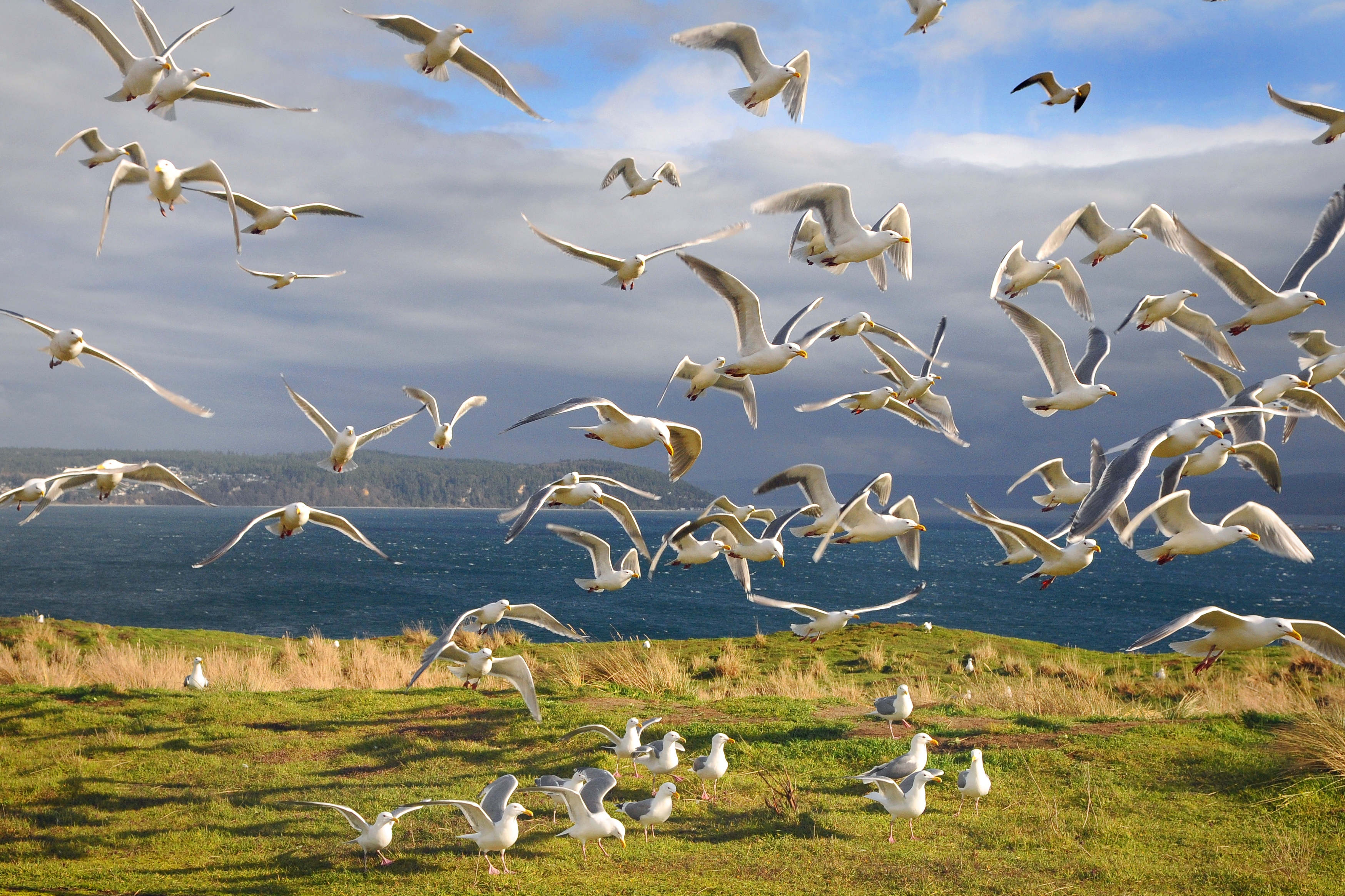 A Colony of Gulls Takes Flight on Protection Island