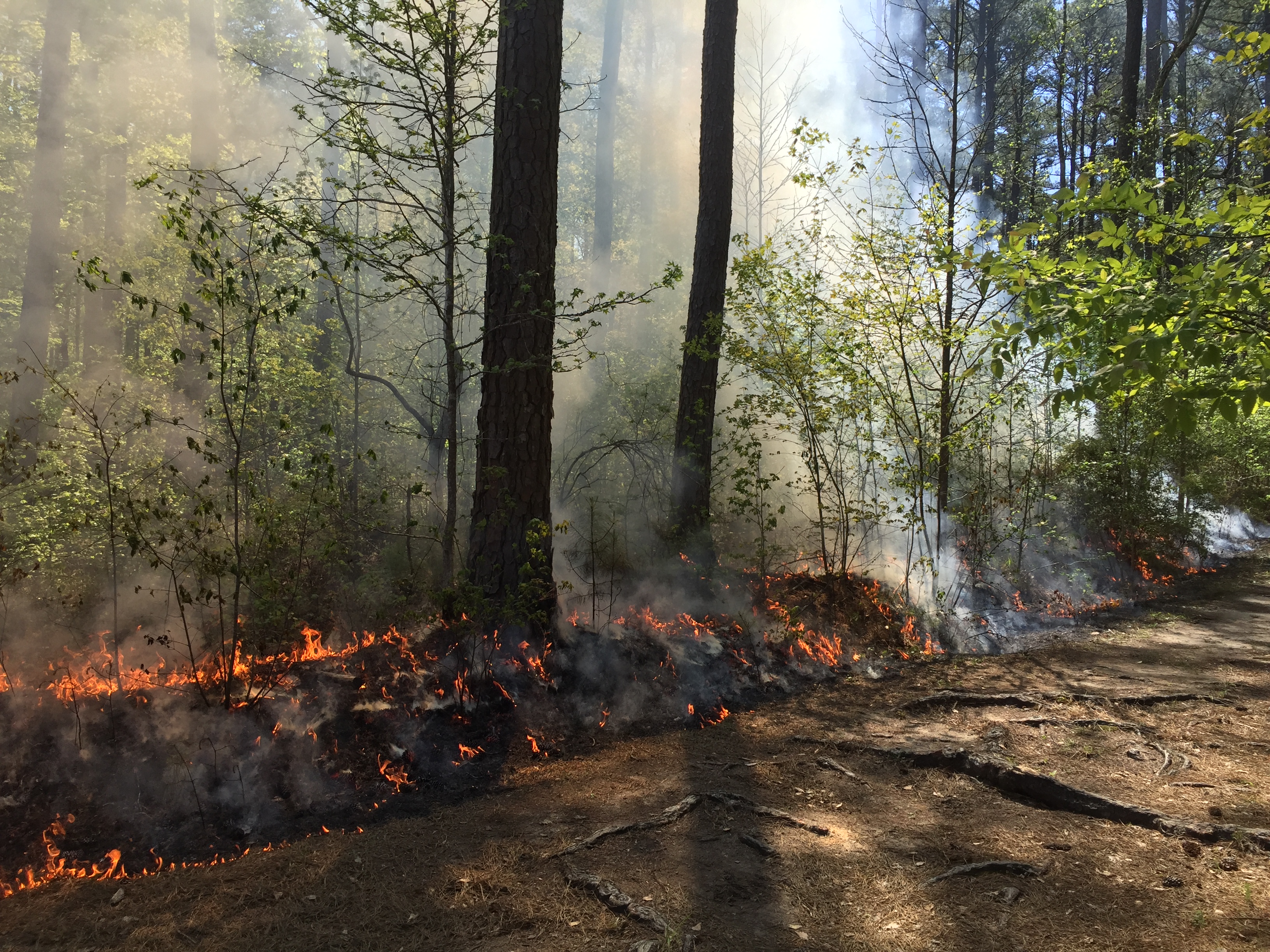 A forested landscape undergoing a prescribed fire