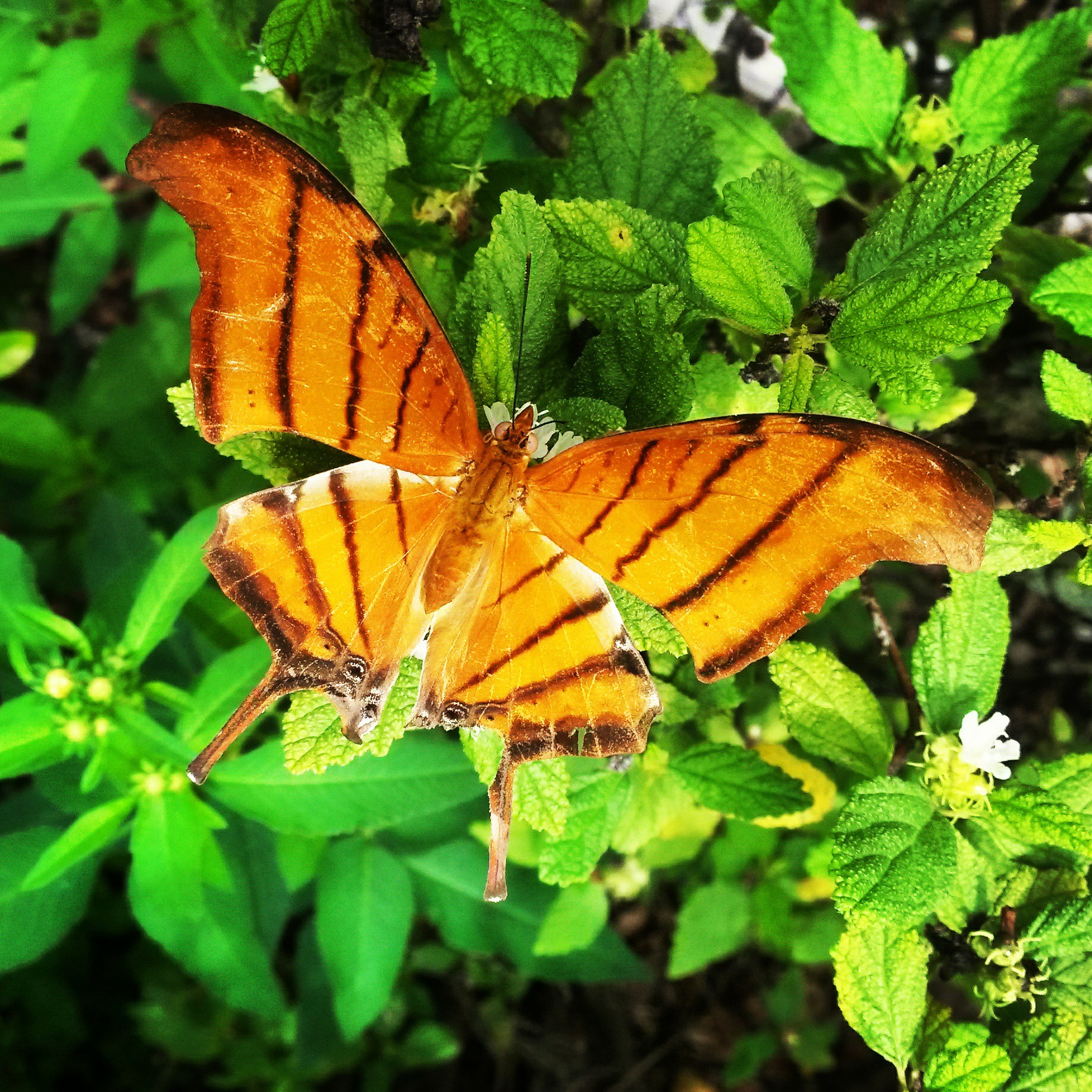 An orange butterfly with thin brown stripes perched on a green plant.