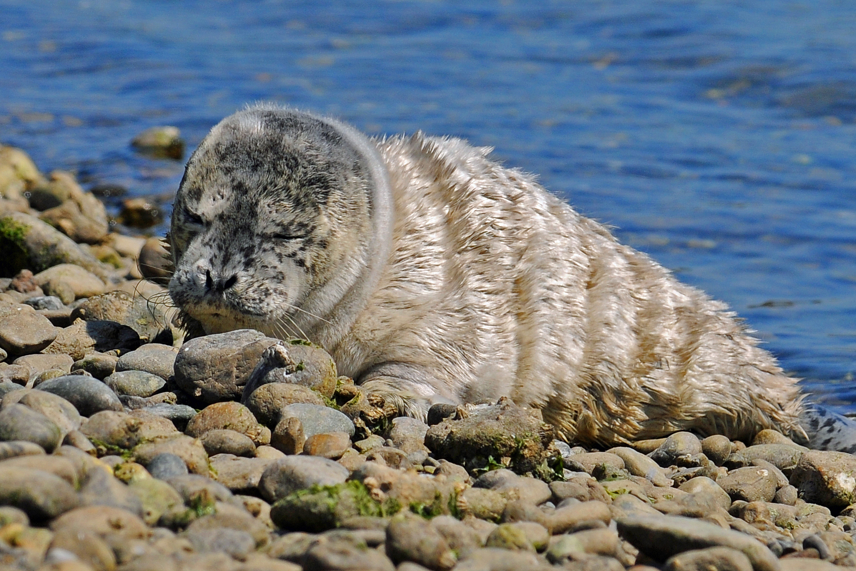 A Seal Pup Rests on the Shore of Protection Island