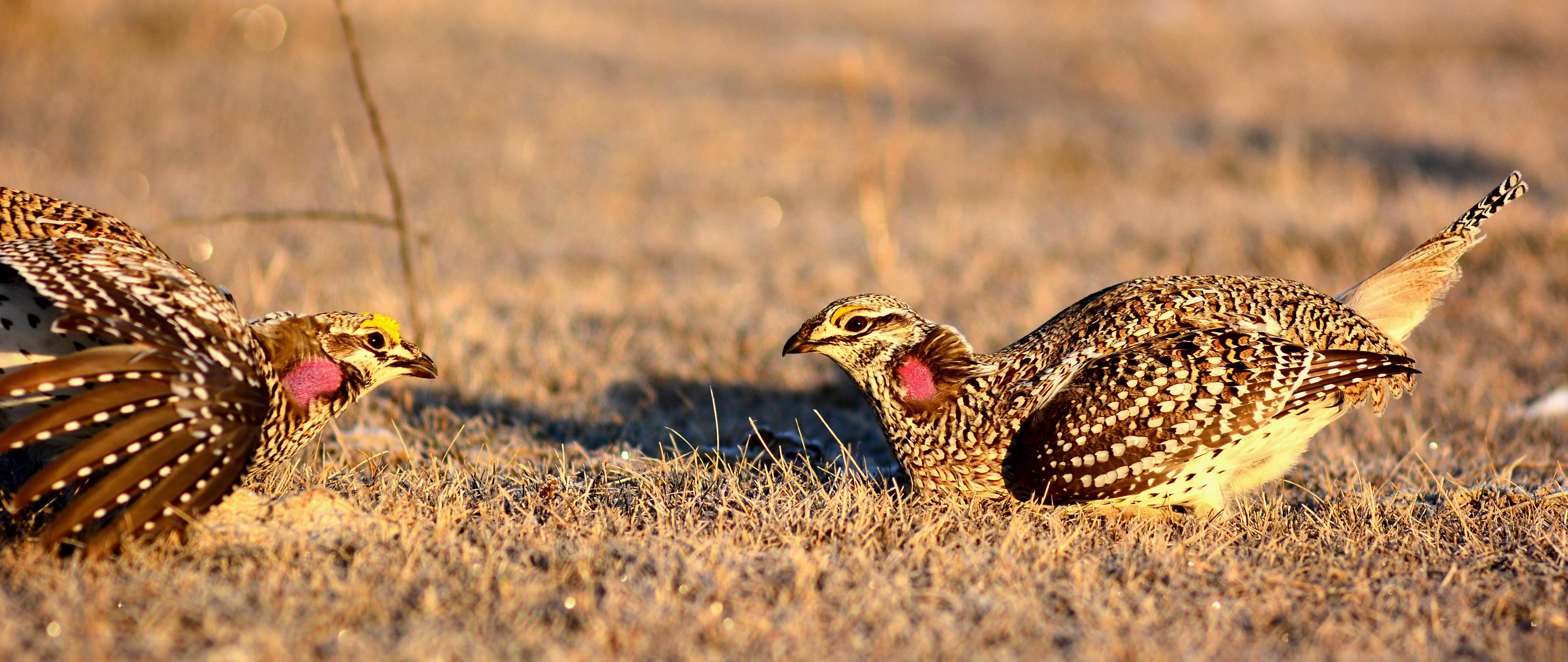 Sharp-Tailed Grouse photo Taken five miles SE of Woodworth, ND in the heart of America's Prairie Pothole Region.