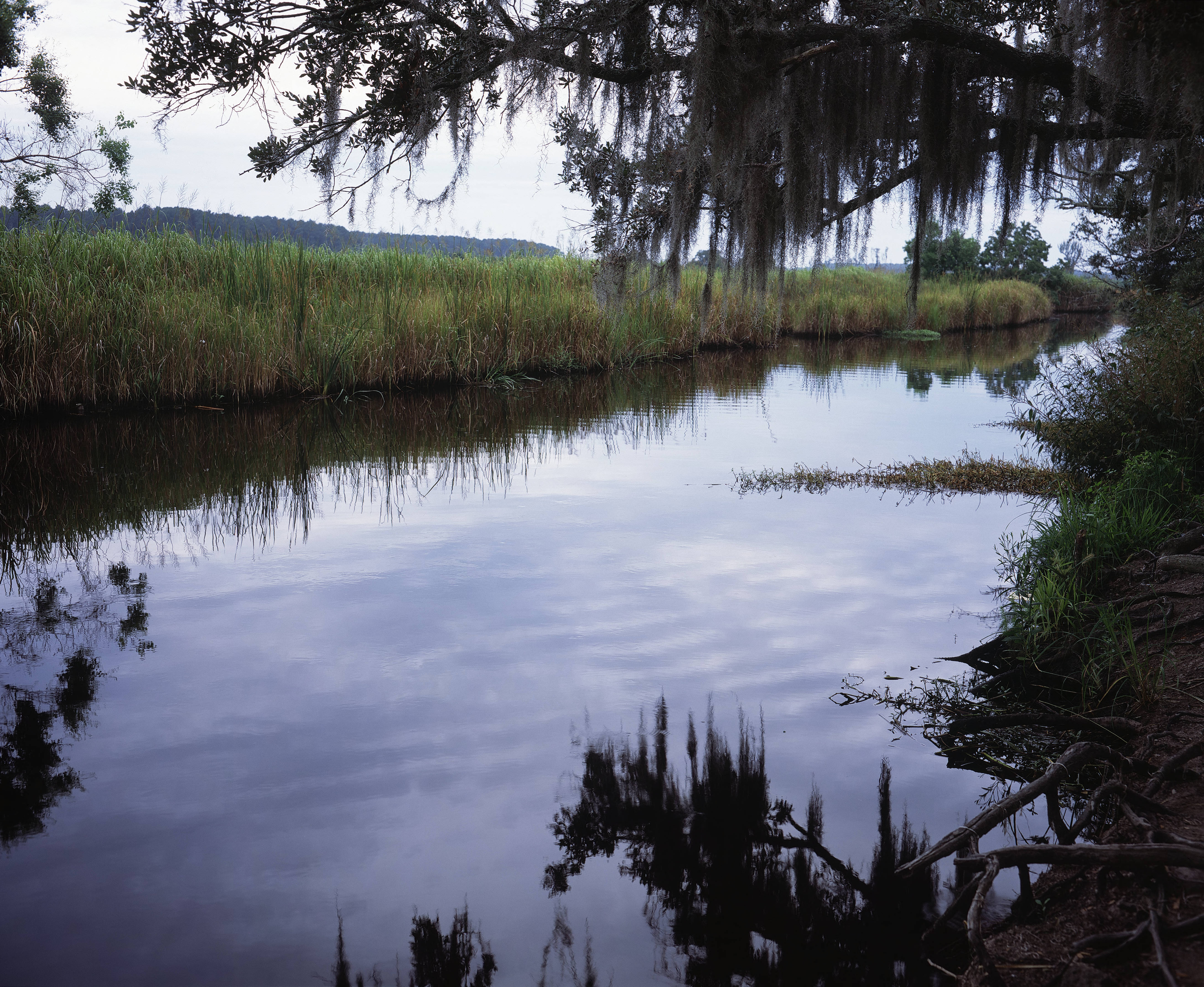 South Carolina coastal creek with marsh in the background and tree branches with Spanish moss hanging over the water
