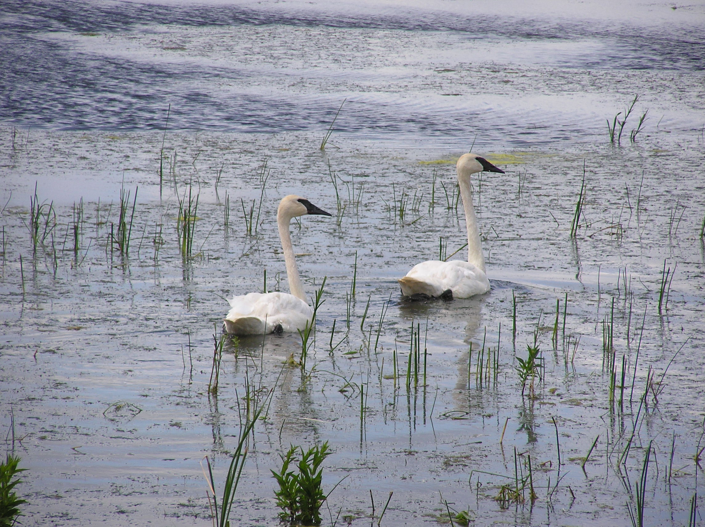Trumpeter swans at Union Slough NWR