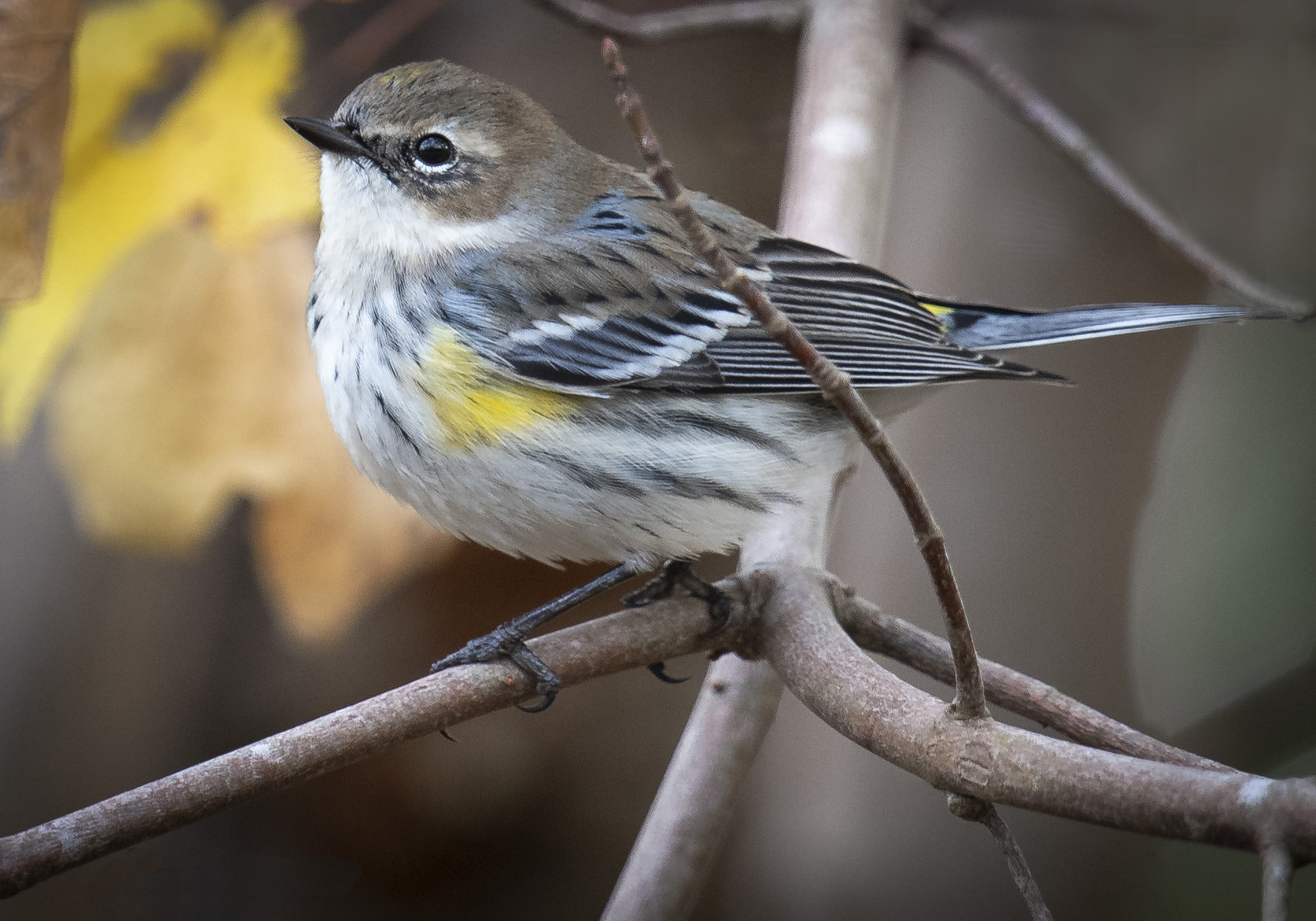 A yellow-rumped warbler perched on a branch