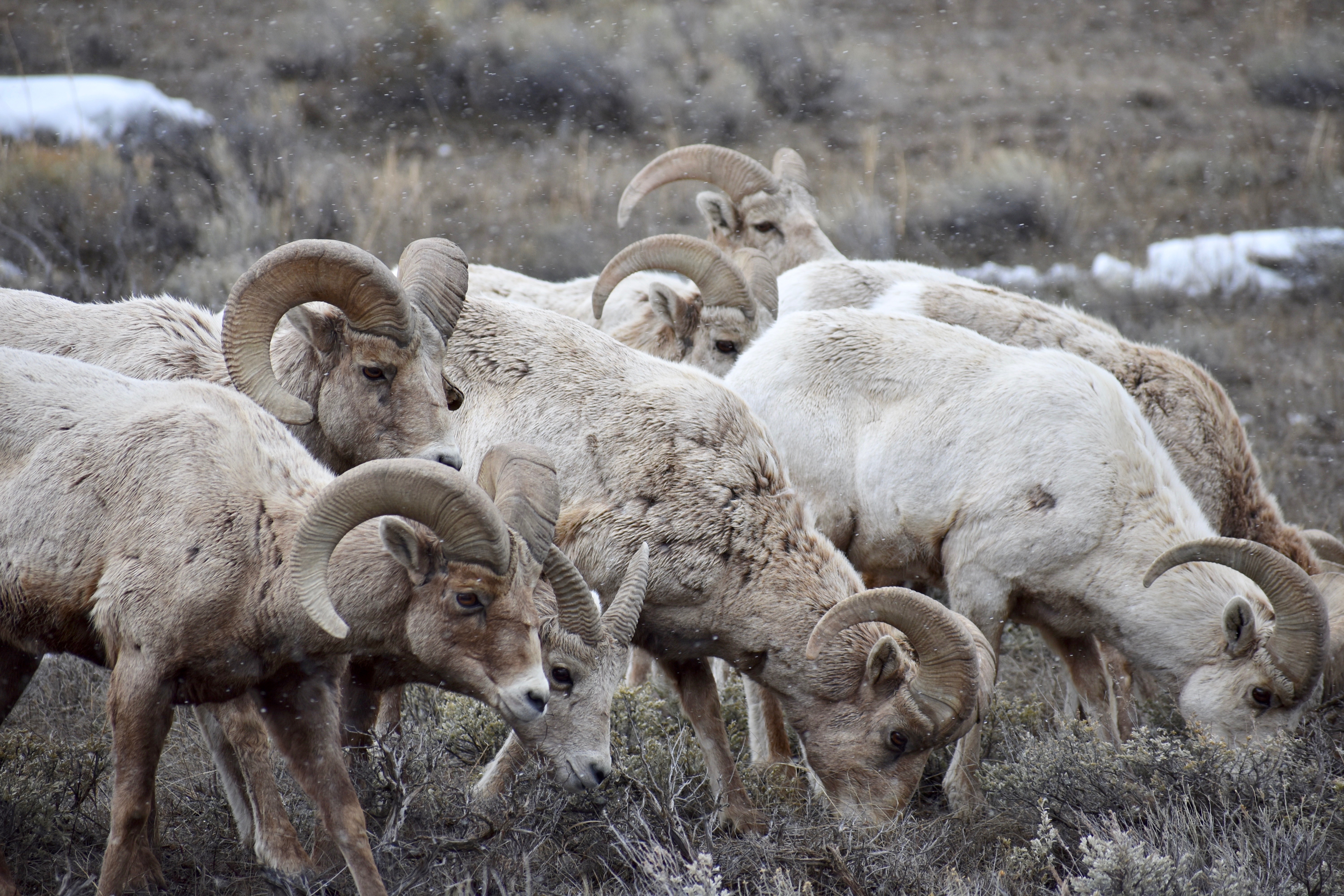 Herd of Bighorn sheep grazing in a field.