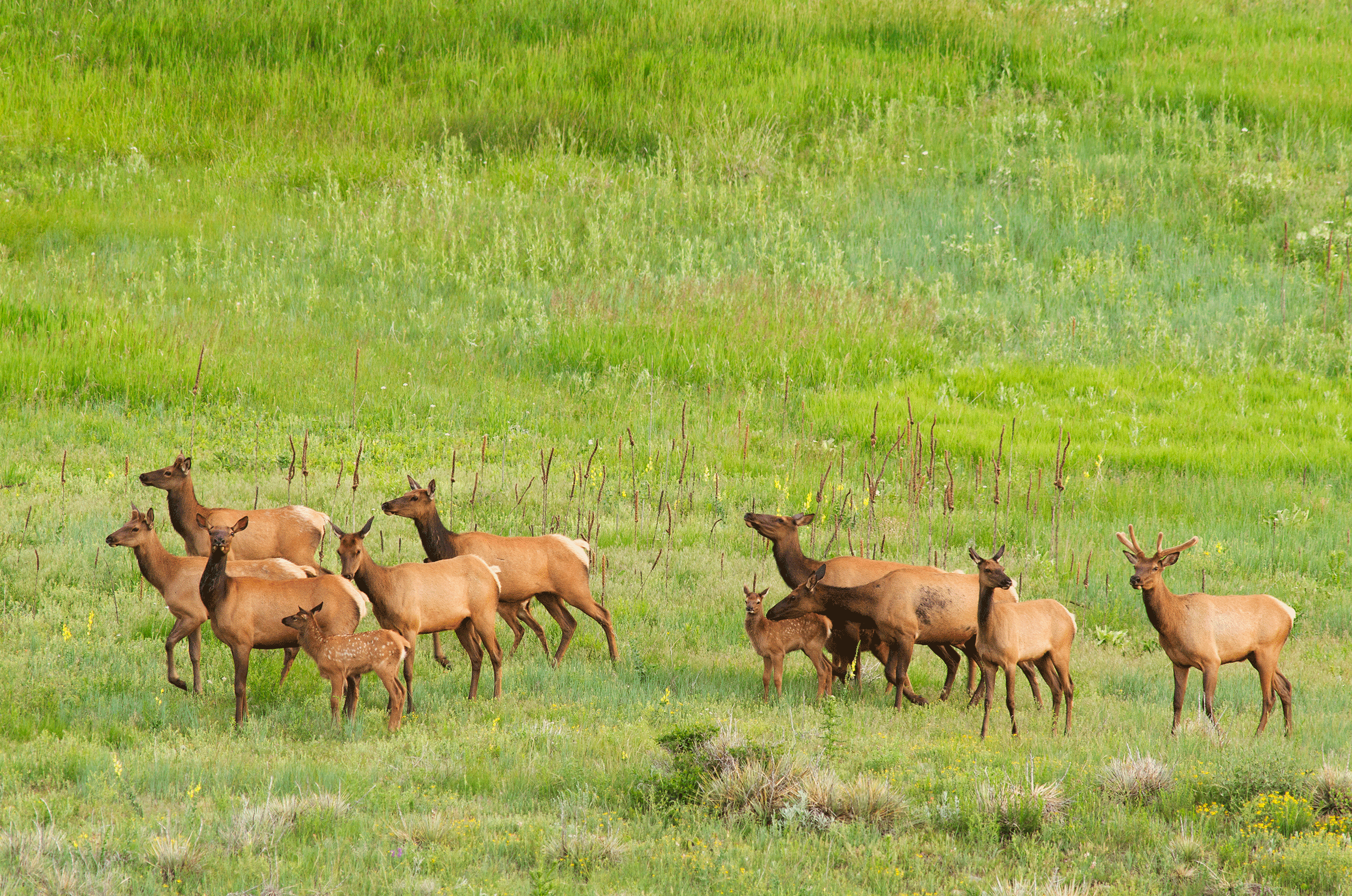 A herd of elk with calves in the green grass