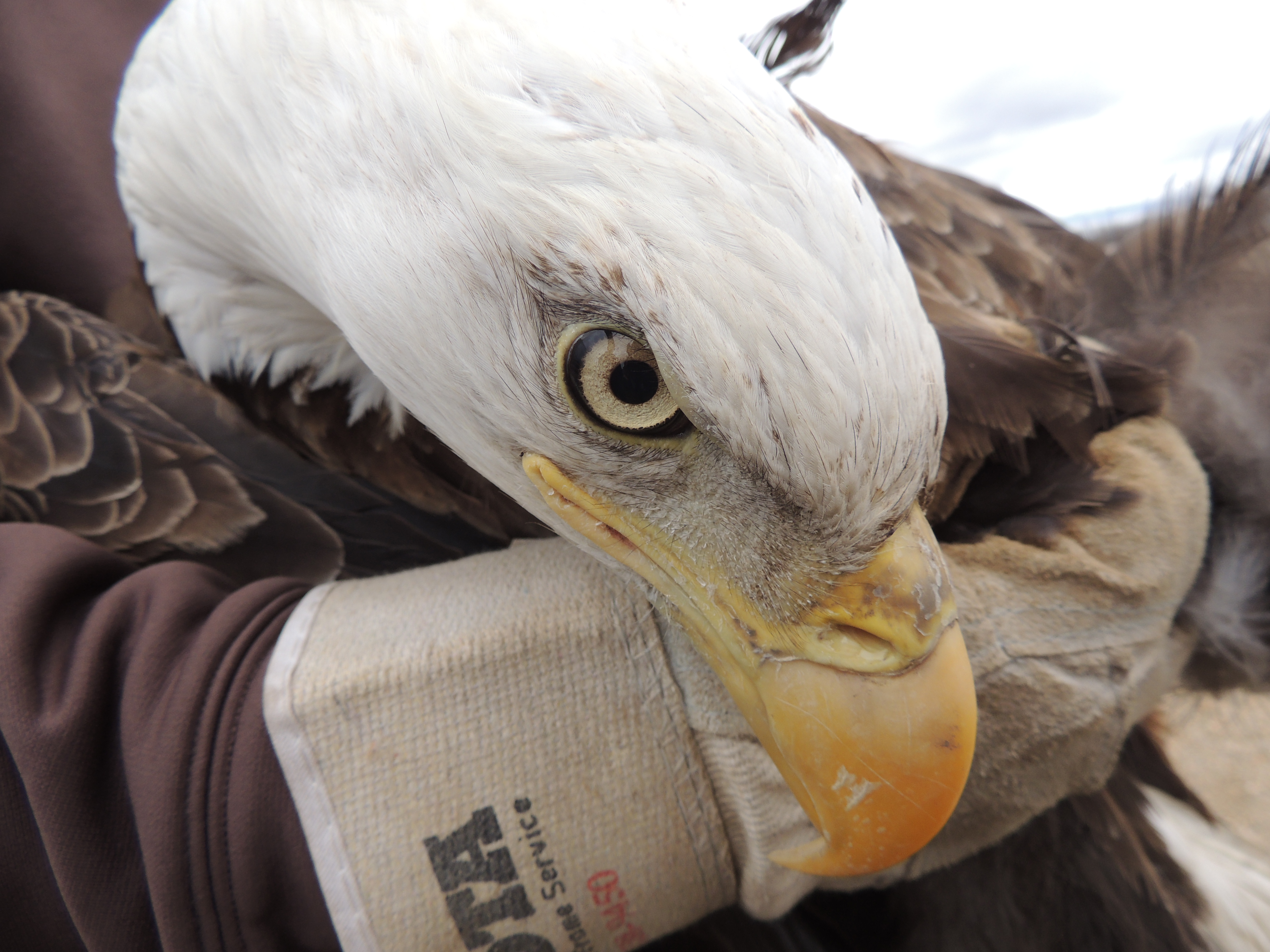 A gloved hand holds an injured bald eagle. This is a closeup of the bald eagle's head. The head is white, the eye is pale yellow, and the beak is bright yellow.