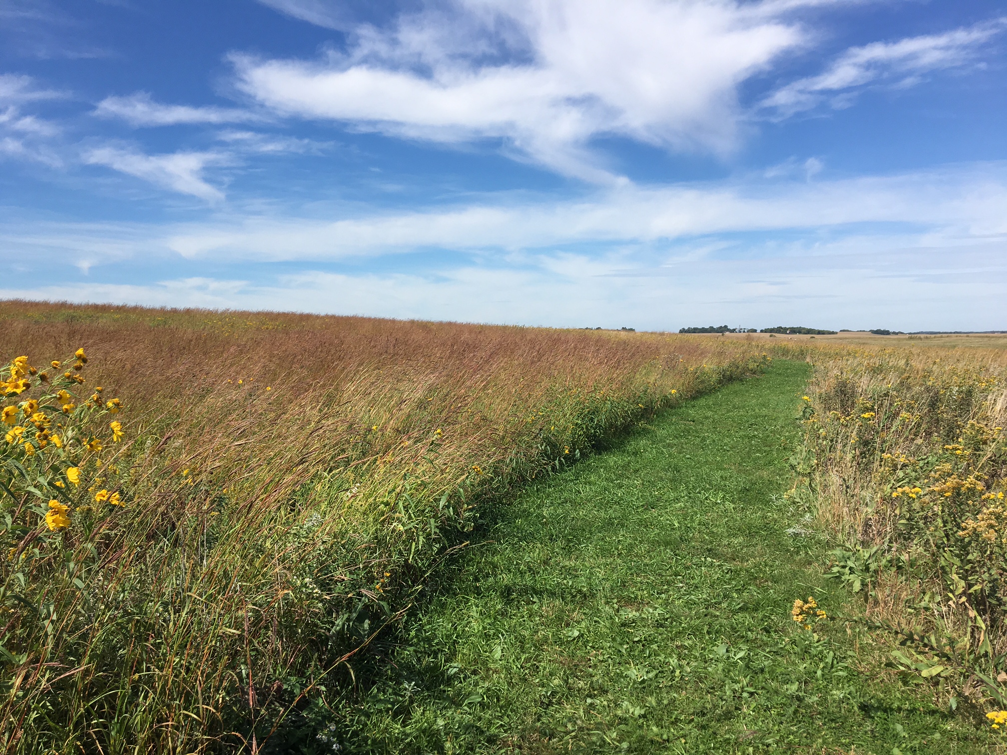A mowed trail passes through a big bluestem prairie. There is a beautiful blue sky with fluffy white clouds.