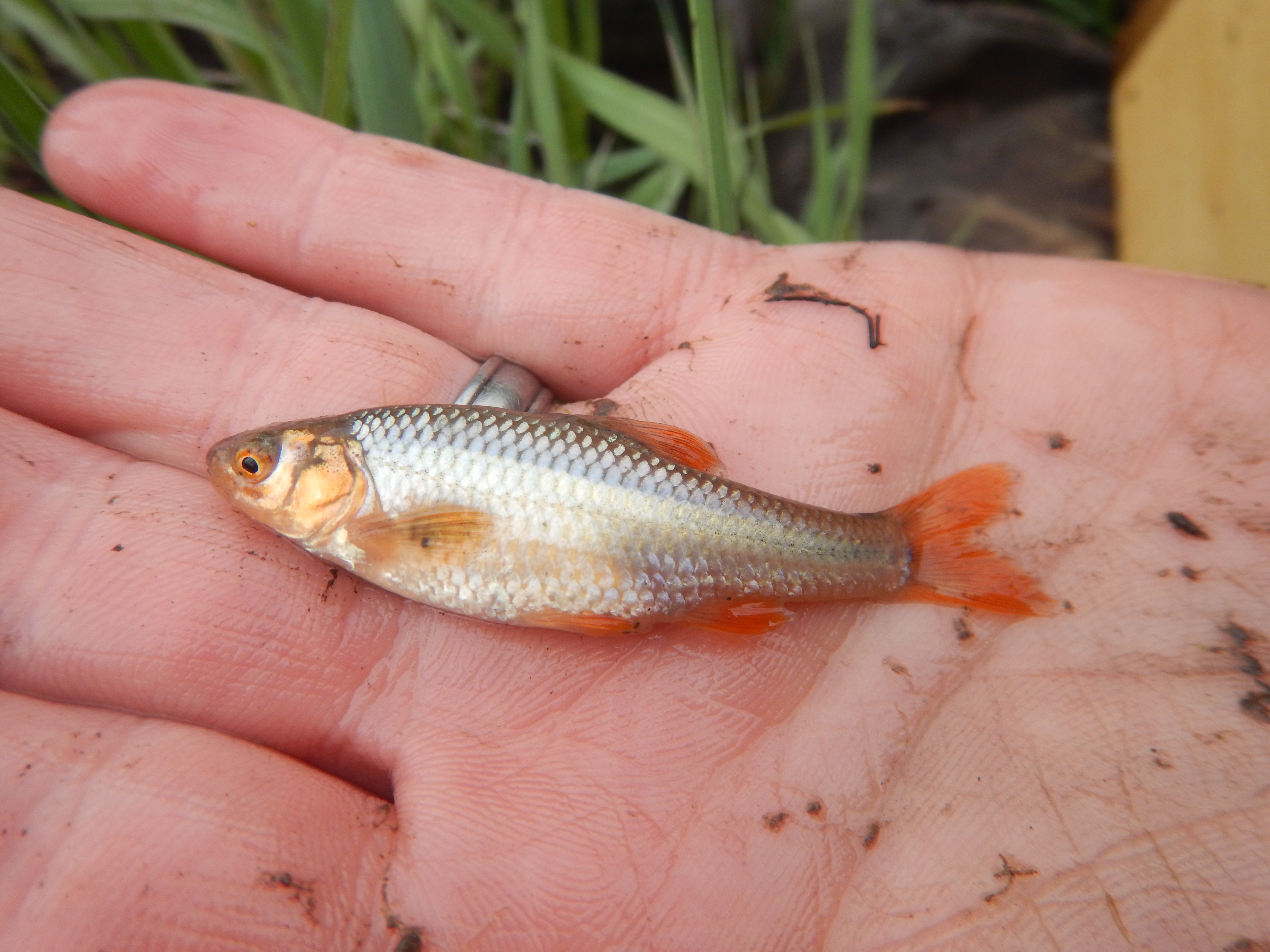 An open hand holds a pinkish-gold shiner with bright red fins and golden face. The fish is facing left.
