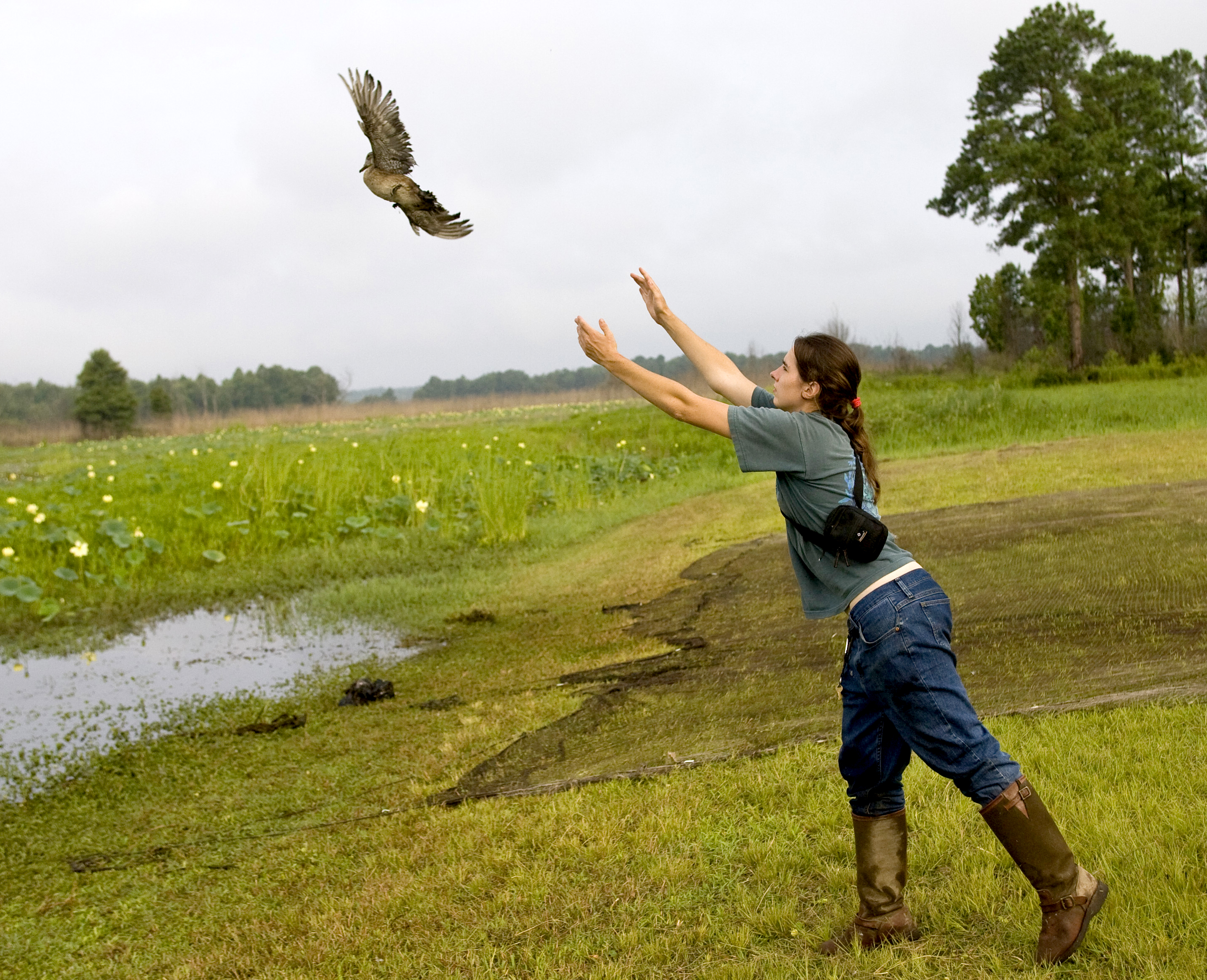 Young woman releases a banded female Wood duck at Santee NWR