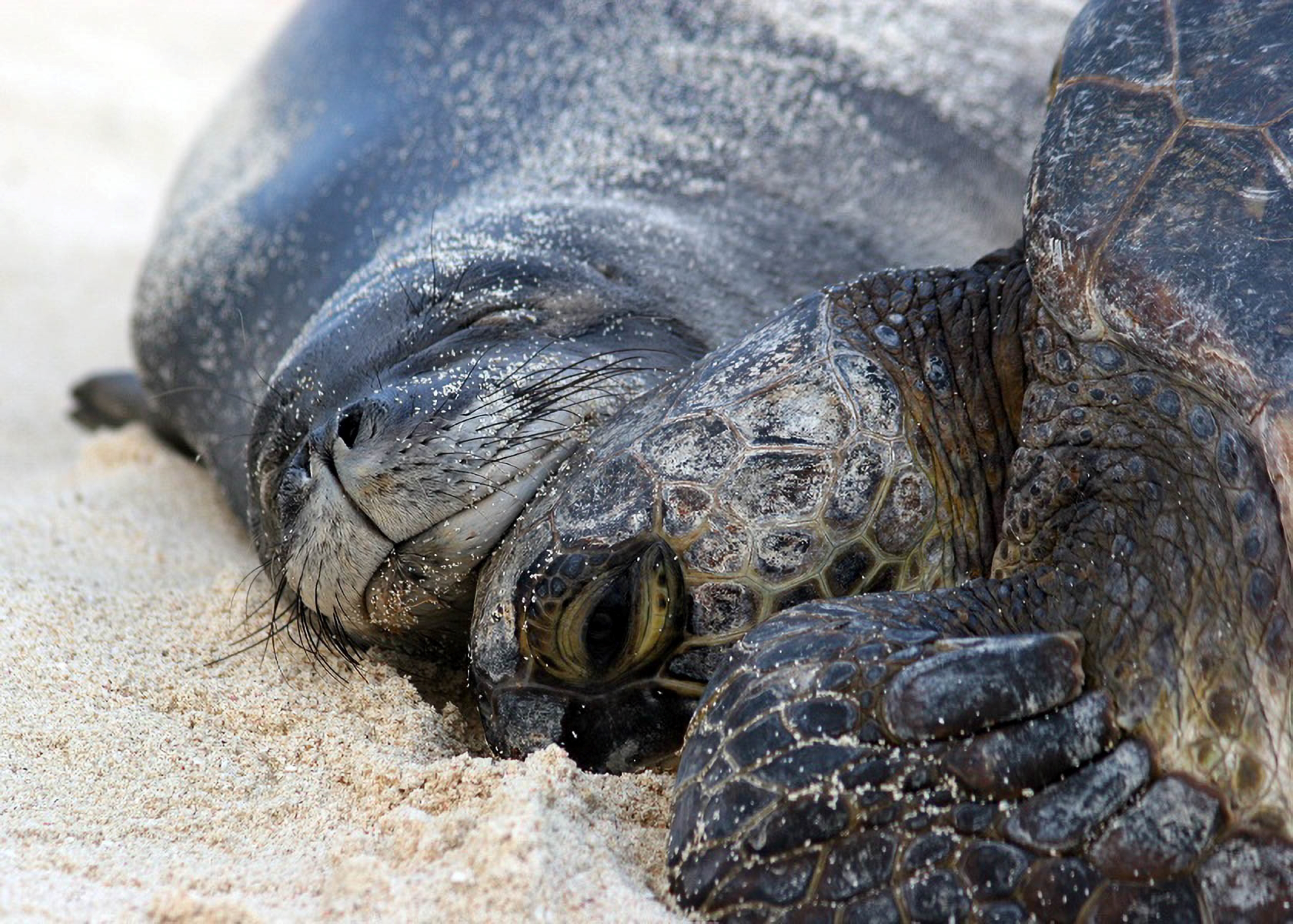 A Hawaiian monk seal sleeps with its head next to a green seaturtle. A smile crosses the seals face as they lay on the white sand. 