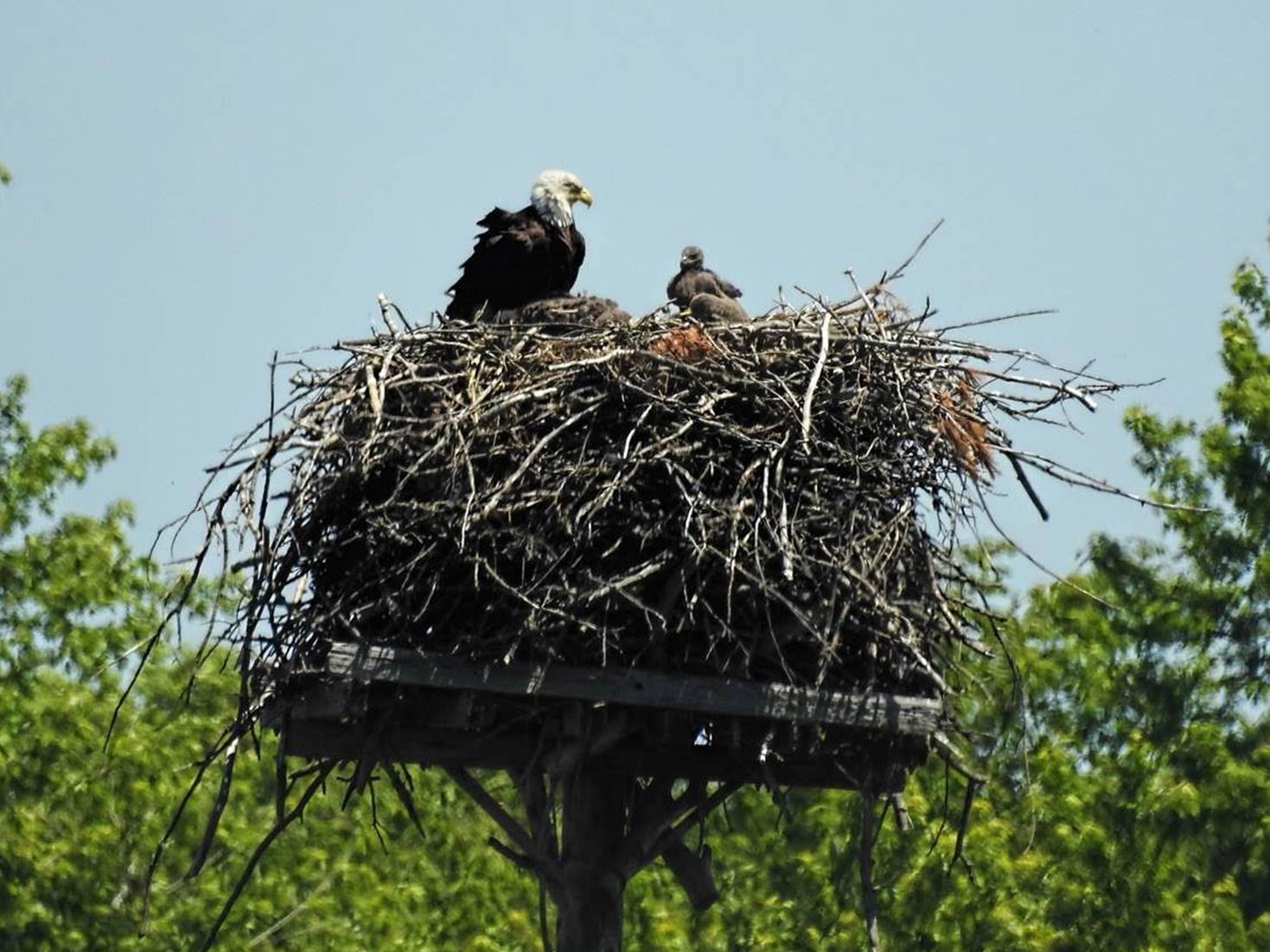 Adult bald eagle with two eaglets on a nest