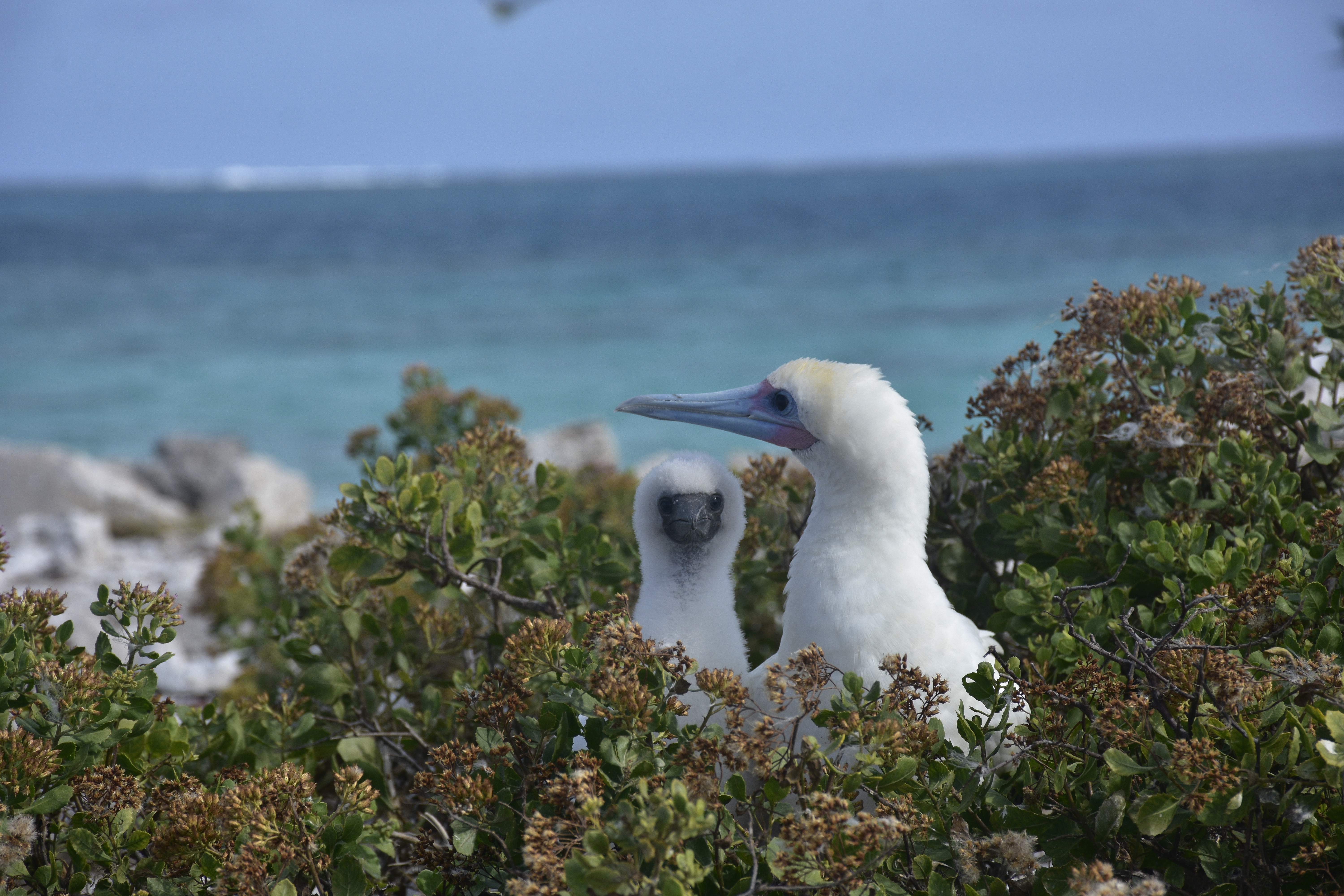 Two red-footed boobies poke their heads out from a bush.