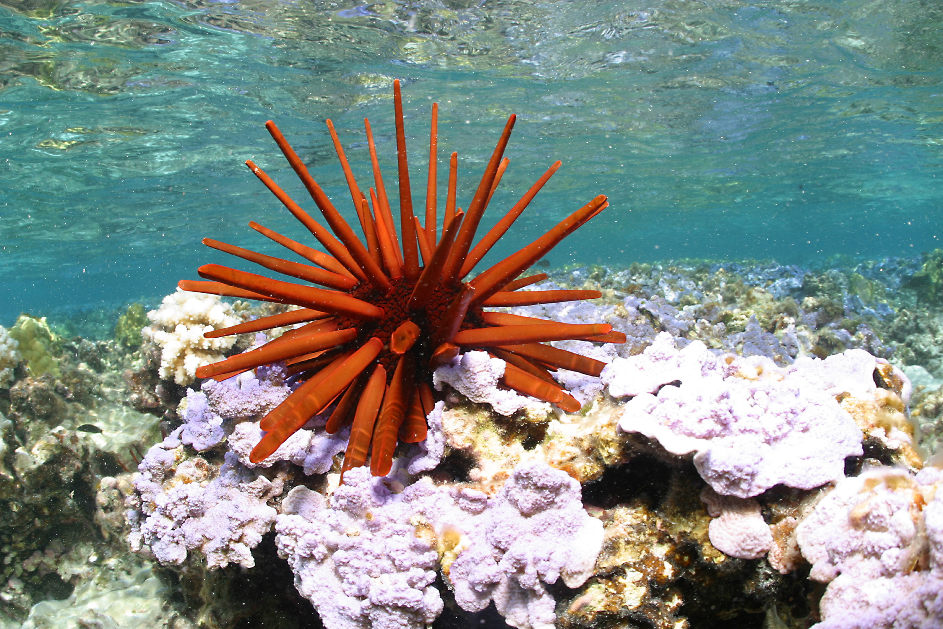 A red pencil urchin sits on pink coral. It's spins stretch out towards the the surface. 