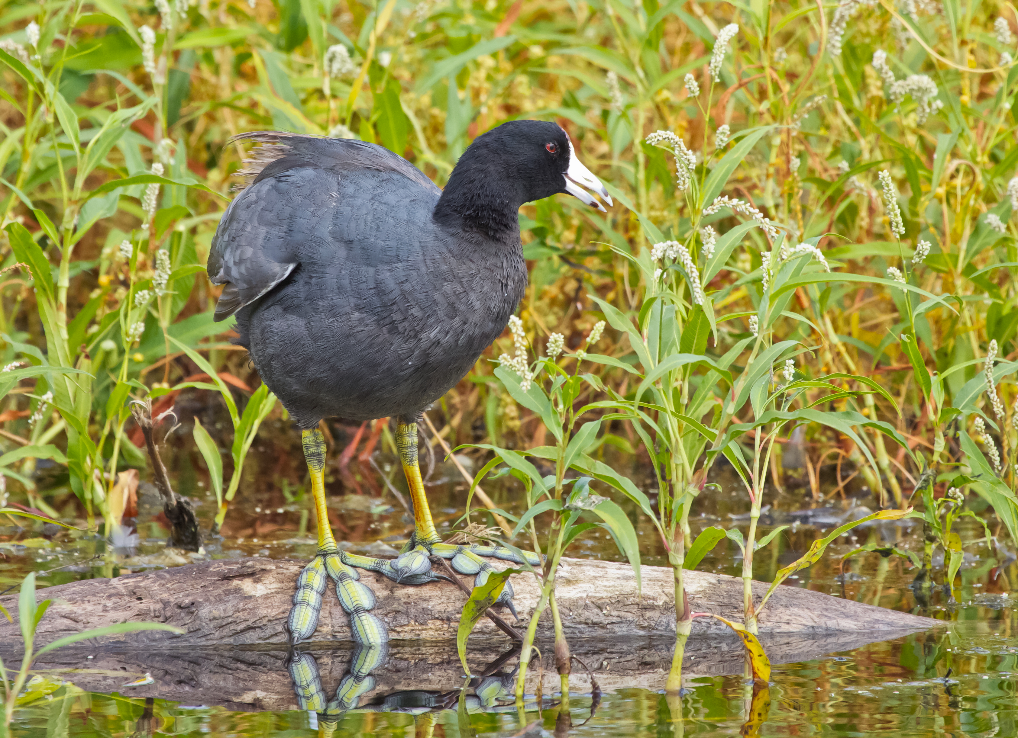 Black bird with yellow legs sitting by waters edge. 