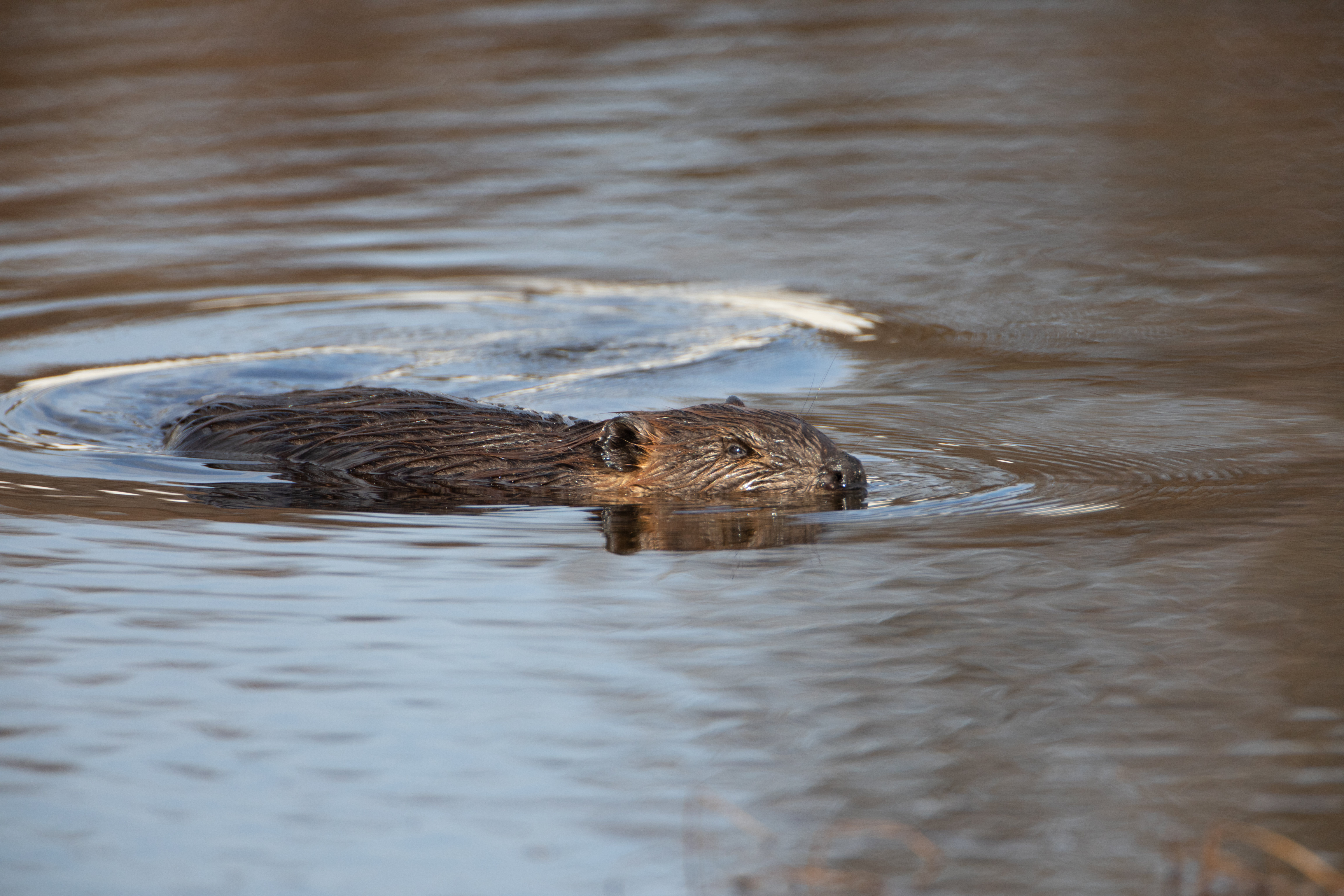 Beaver swimming in river