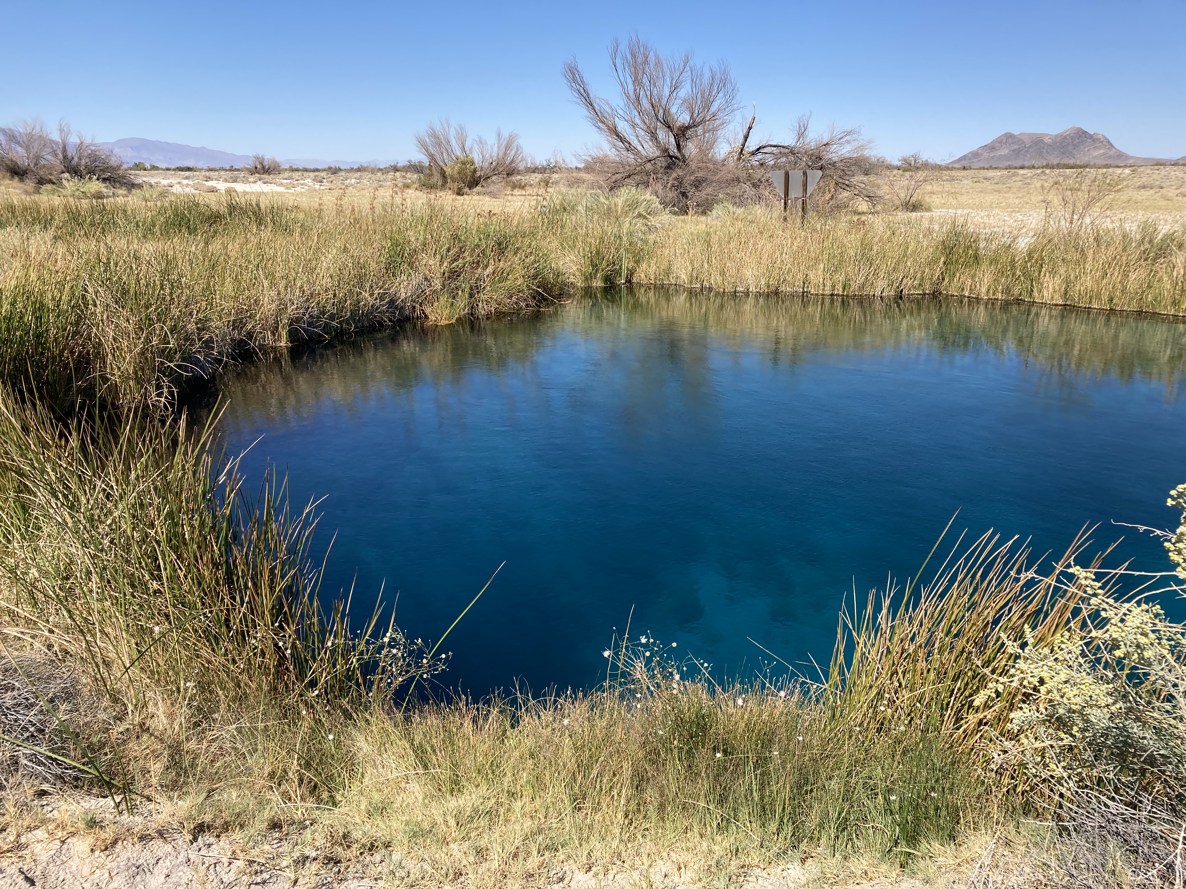 A small Spring in a desert habitat, mountains in the background