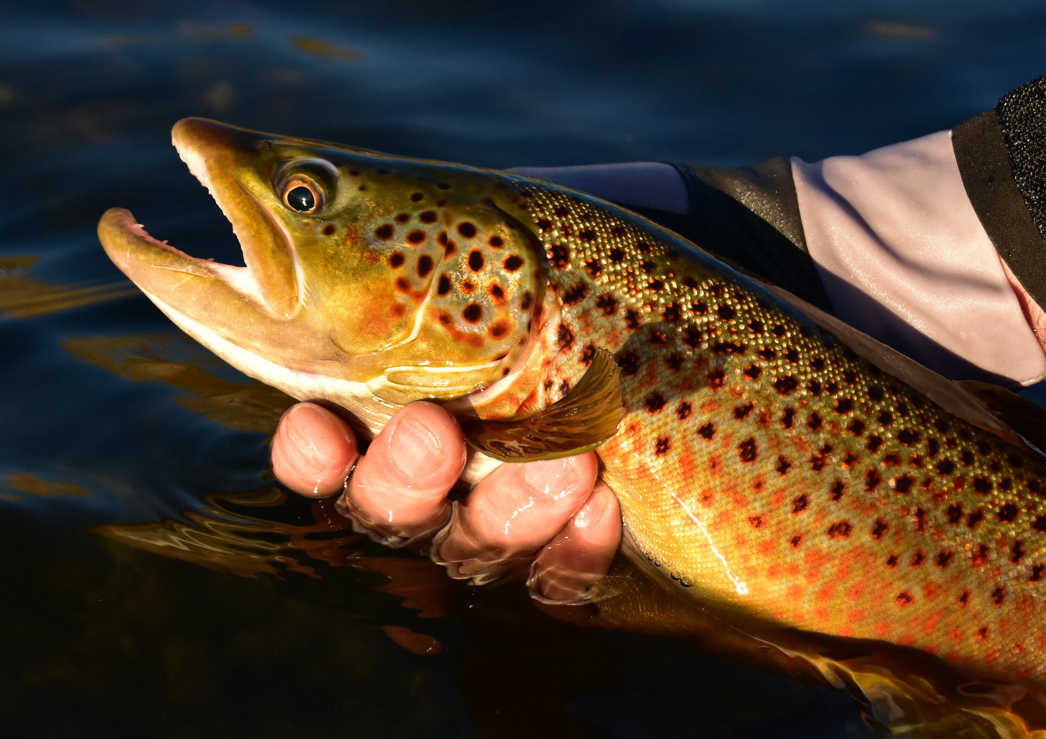 A close-up photo of a person's hand holding a brown trout. The front half of the brown trout is visible, with the second half of the trout going out of the image. The trout is brightly colored with hues of gold and green sprinkled with black and orange spots.