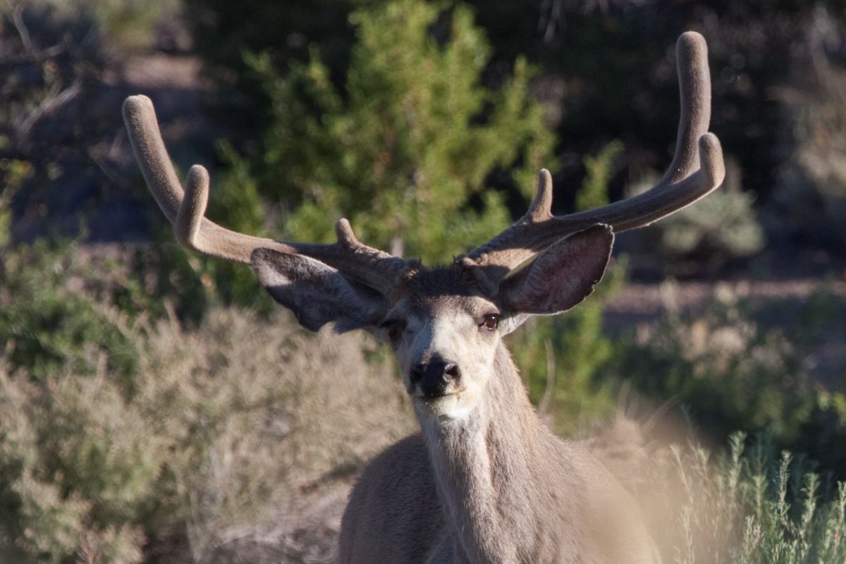 Buck Pahranagat NWR | FWS.gov