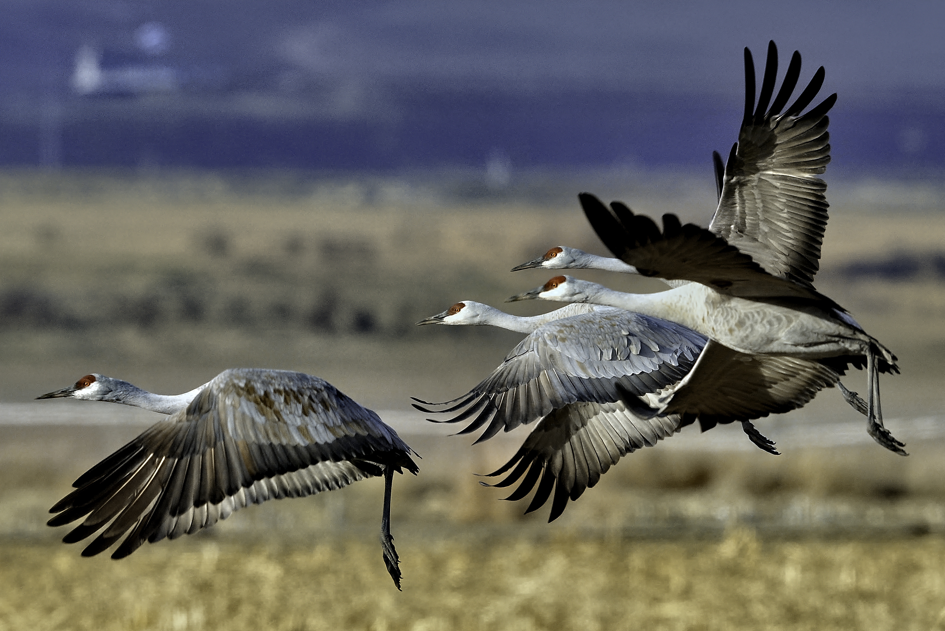Sandhill Cranes Taking Flight - Columbia NWR
