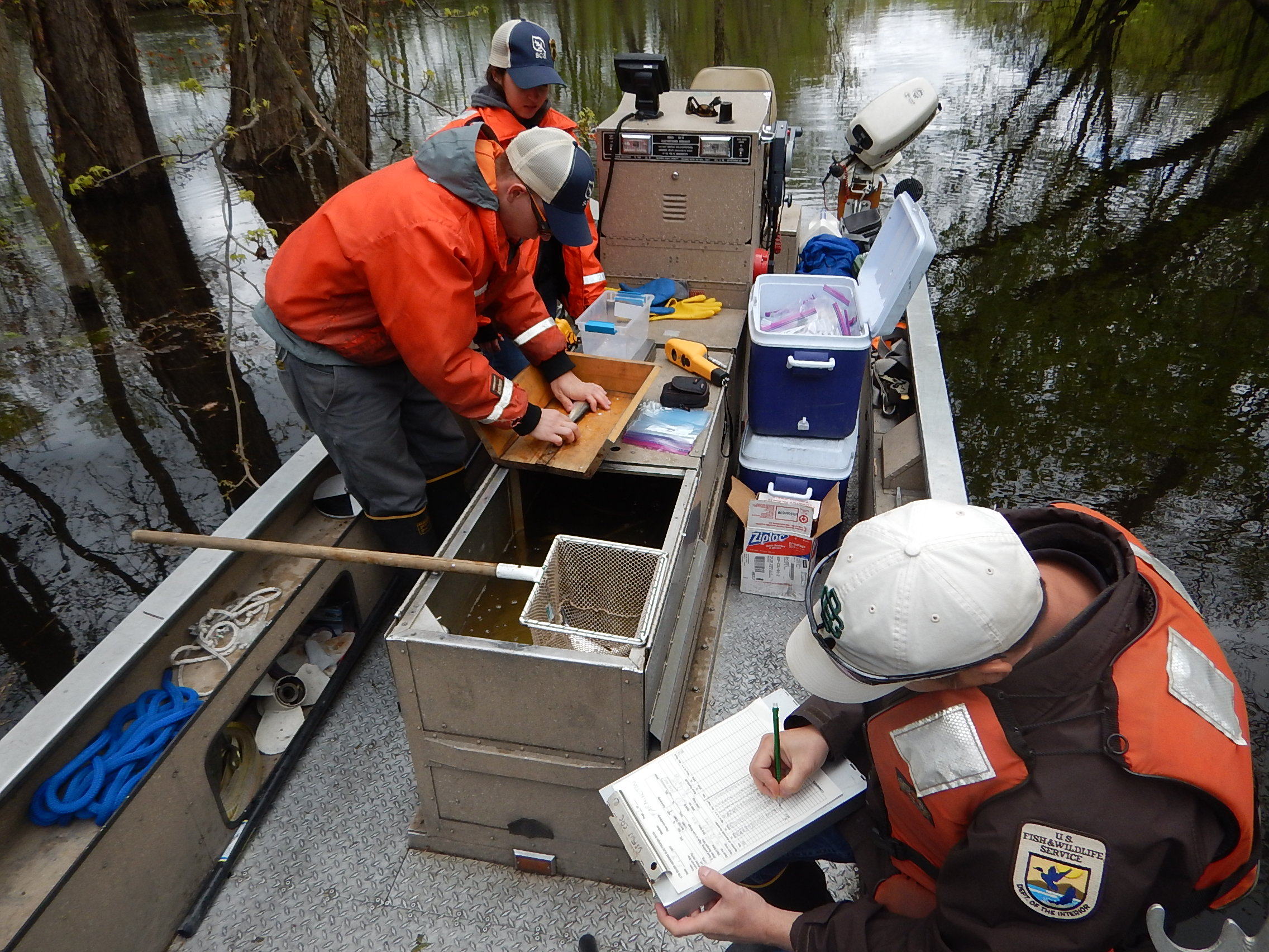 USFWS staff measuring fish during electrofishing survey