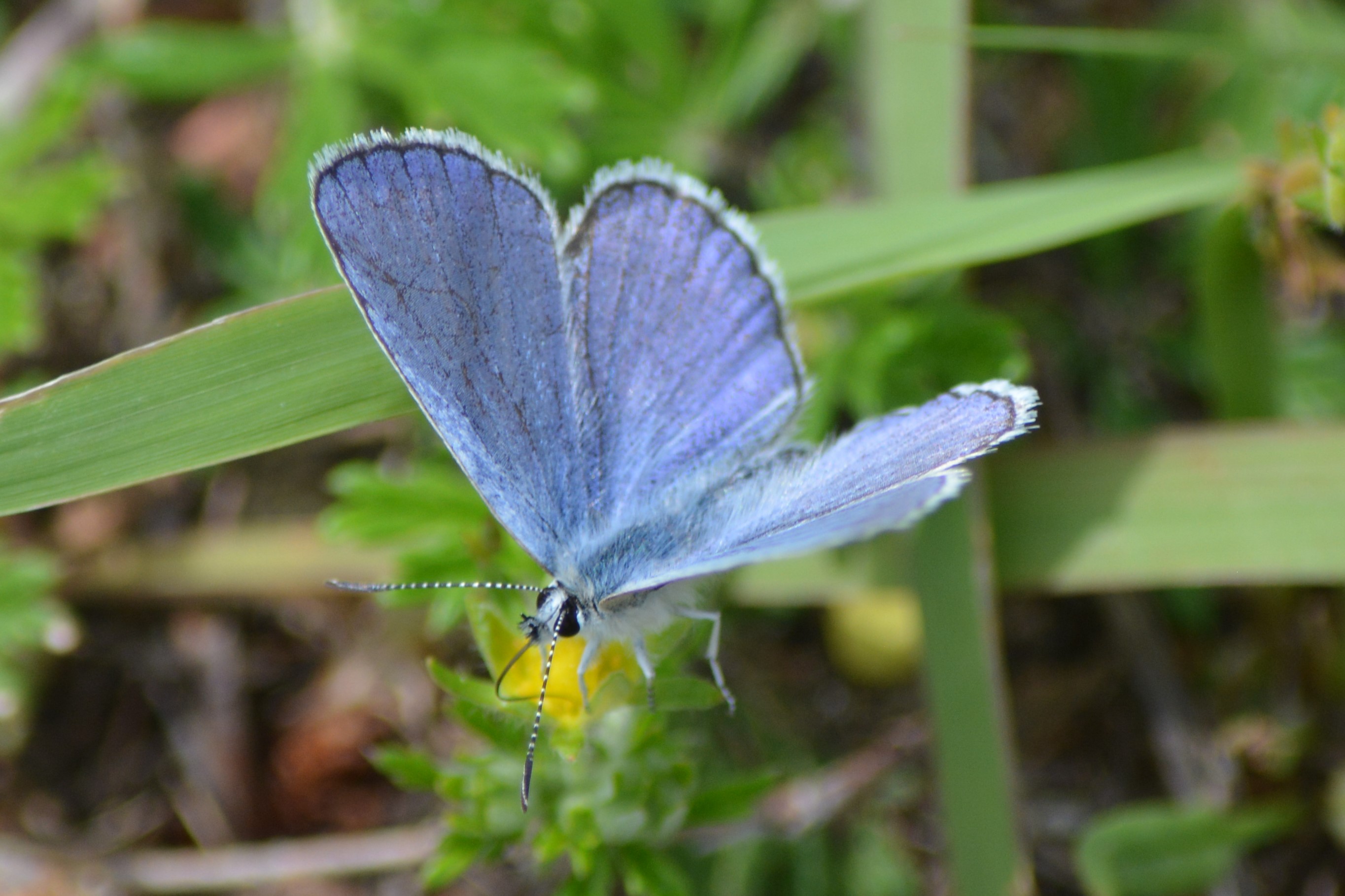 Male Karner blue butterfly 