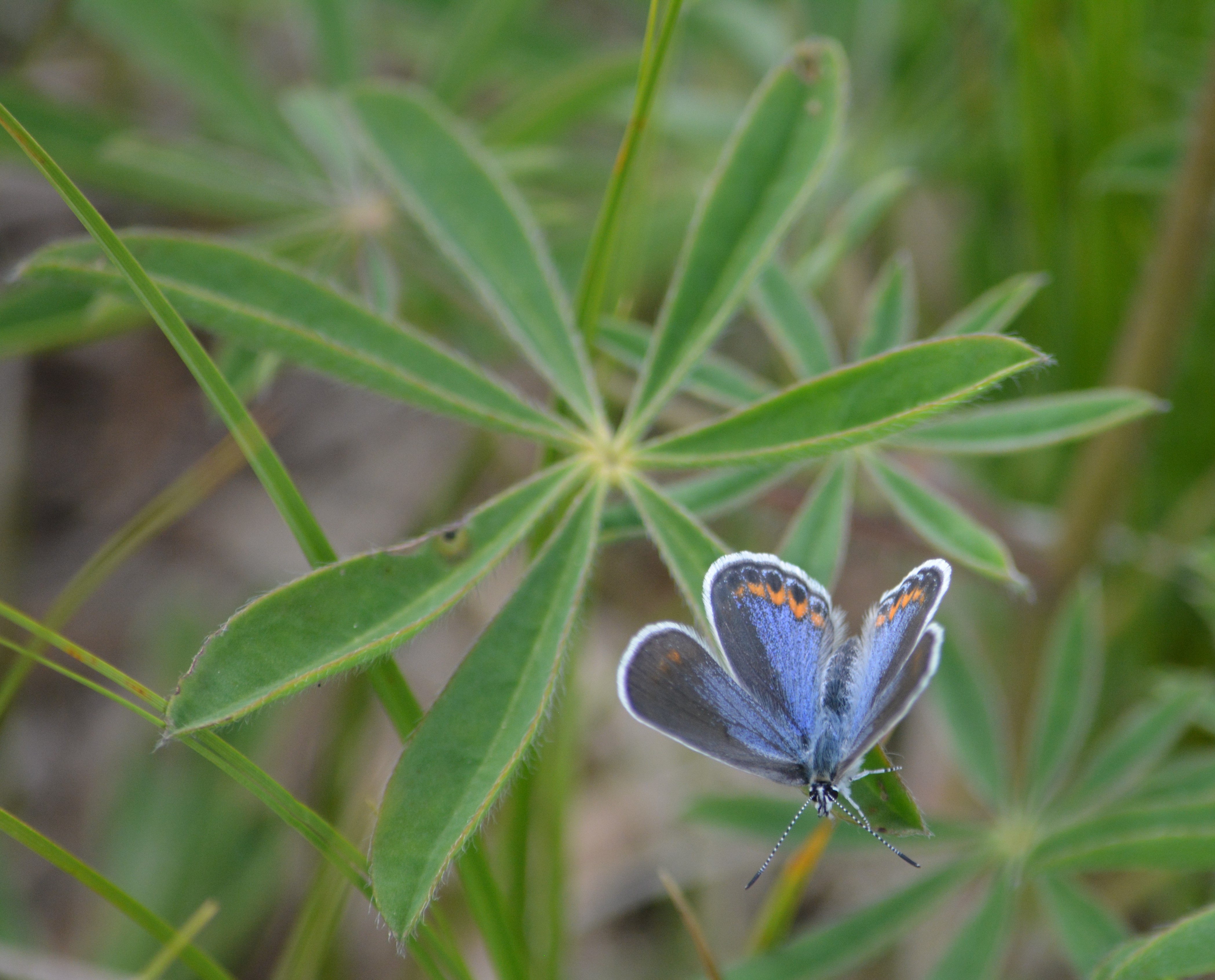Karner blue butterfly on wild lupine