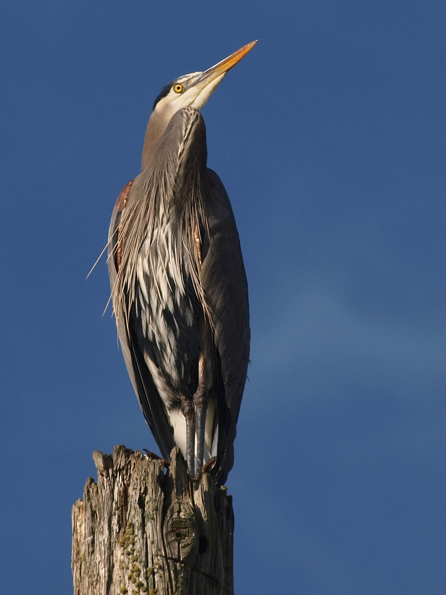 Great blue heron perching on a stump