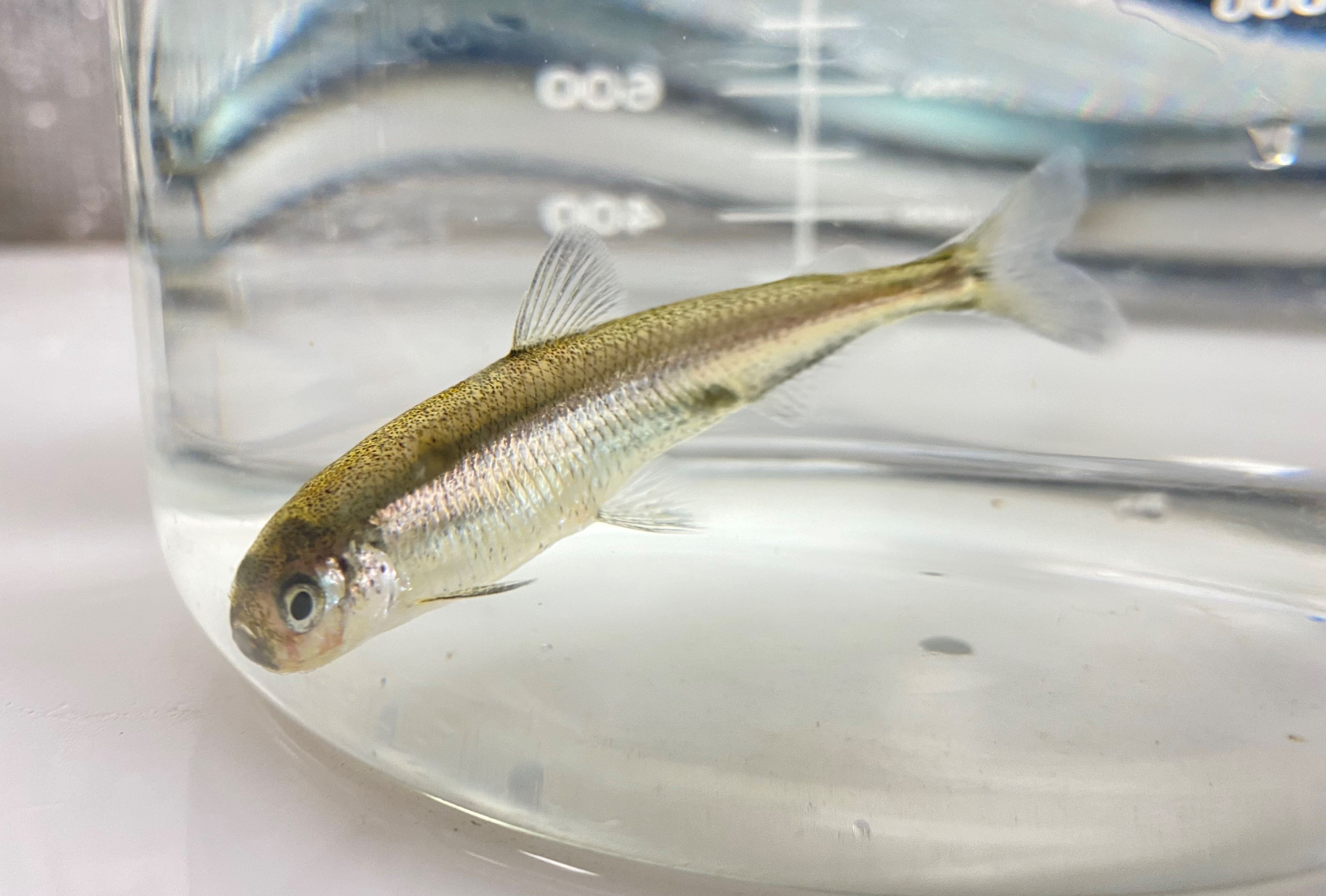 Small golden fish inside of a beaker