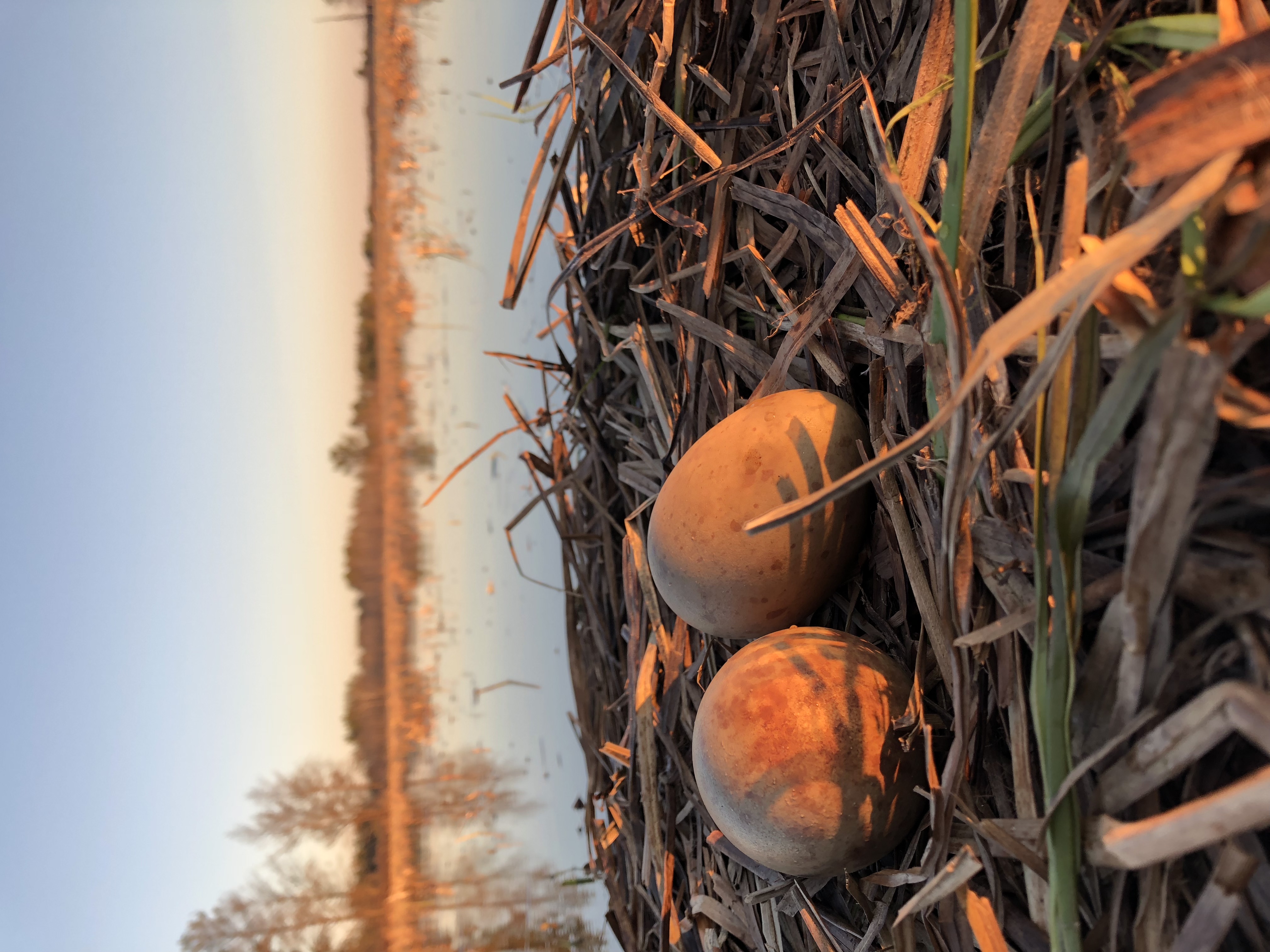 A pair of whooping crane eggs on a nest