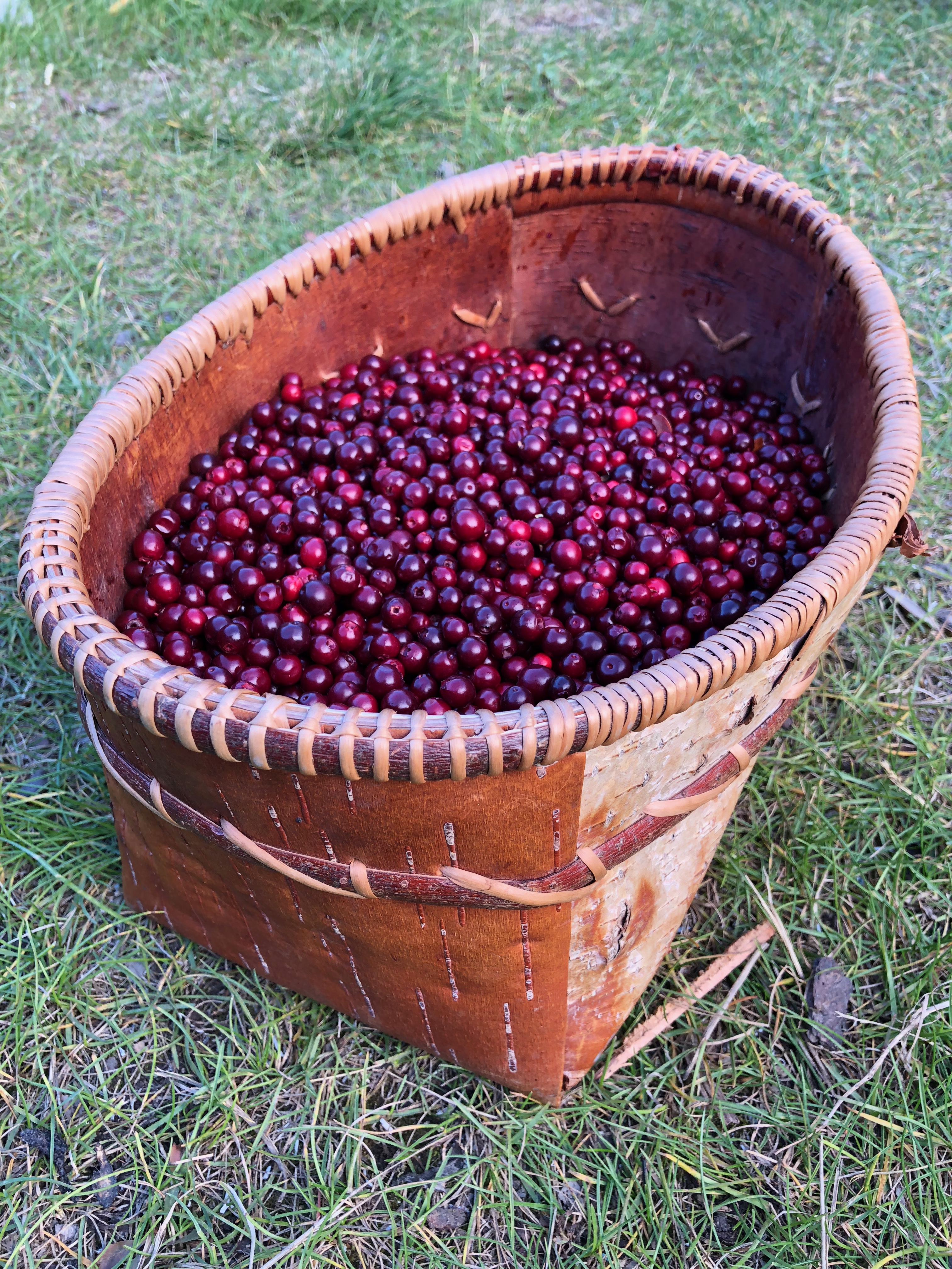 a brown oval shaped basket made of folded, stitched together birch bark is filled with small round red berries