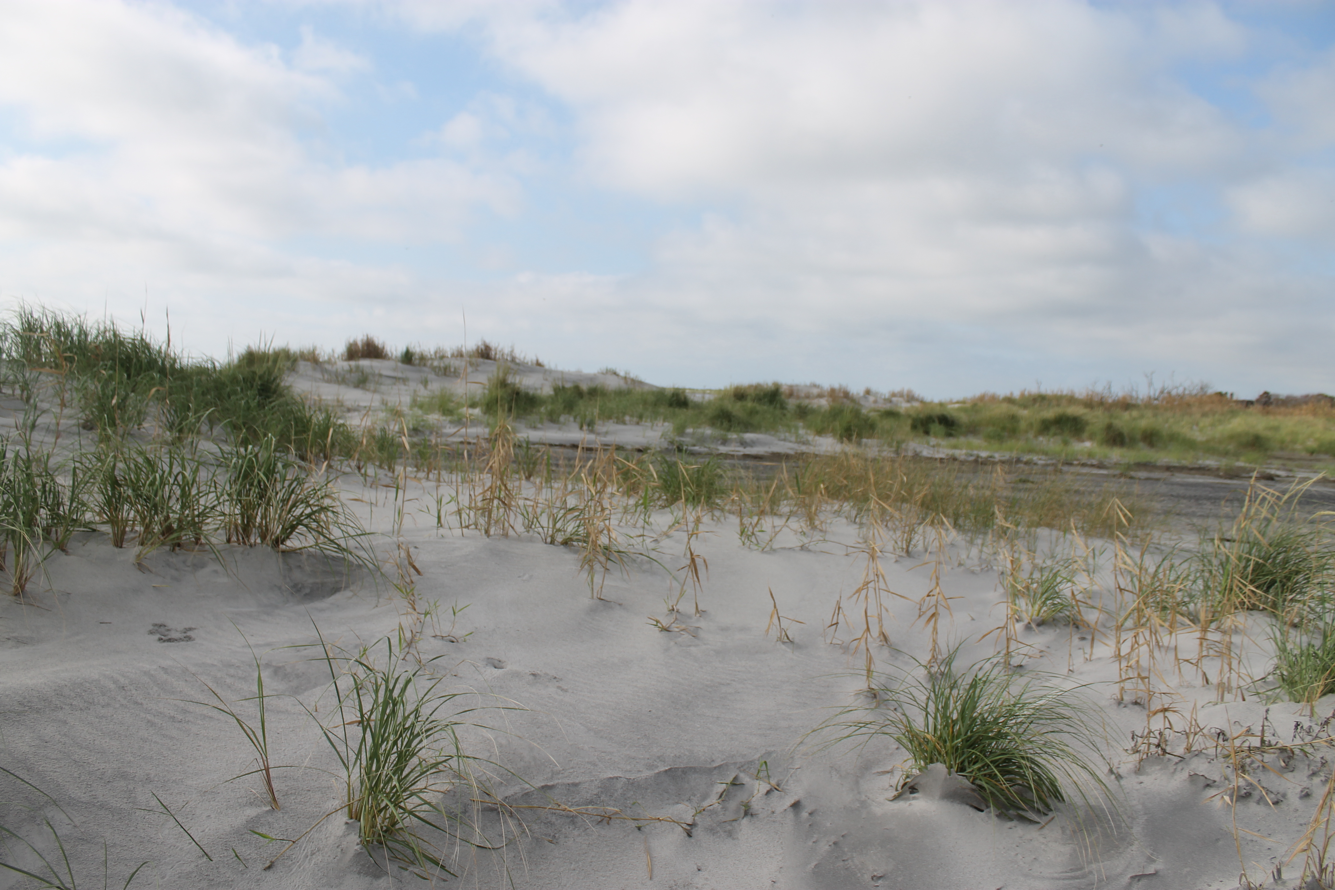 The American beachgrass-covered dunes of Little Beach Island.